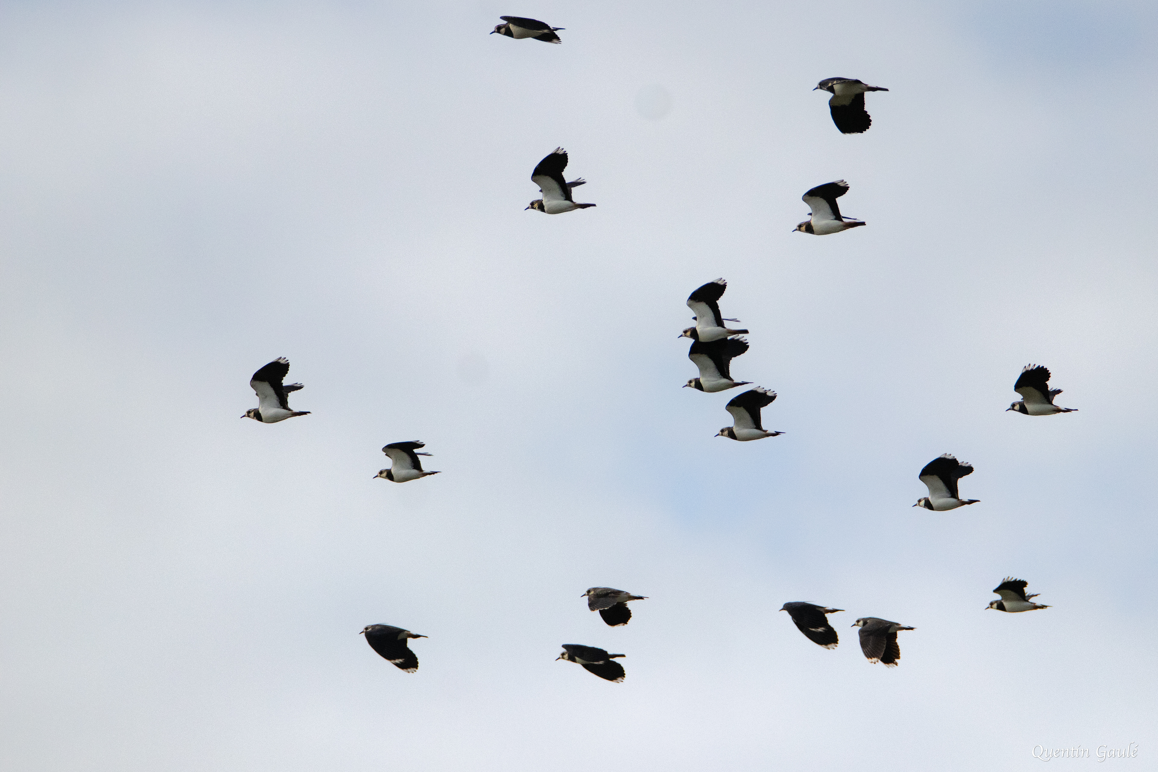 Vanneau huppé (Vanellus vanellus) - Réserve Naturelle Nationale de l'Étang de la Horre (10)