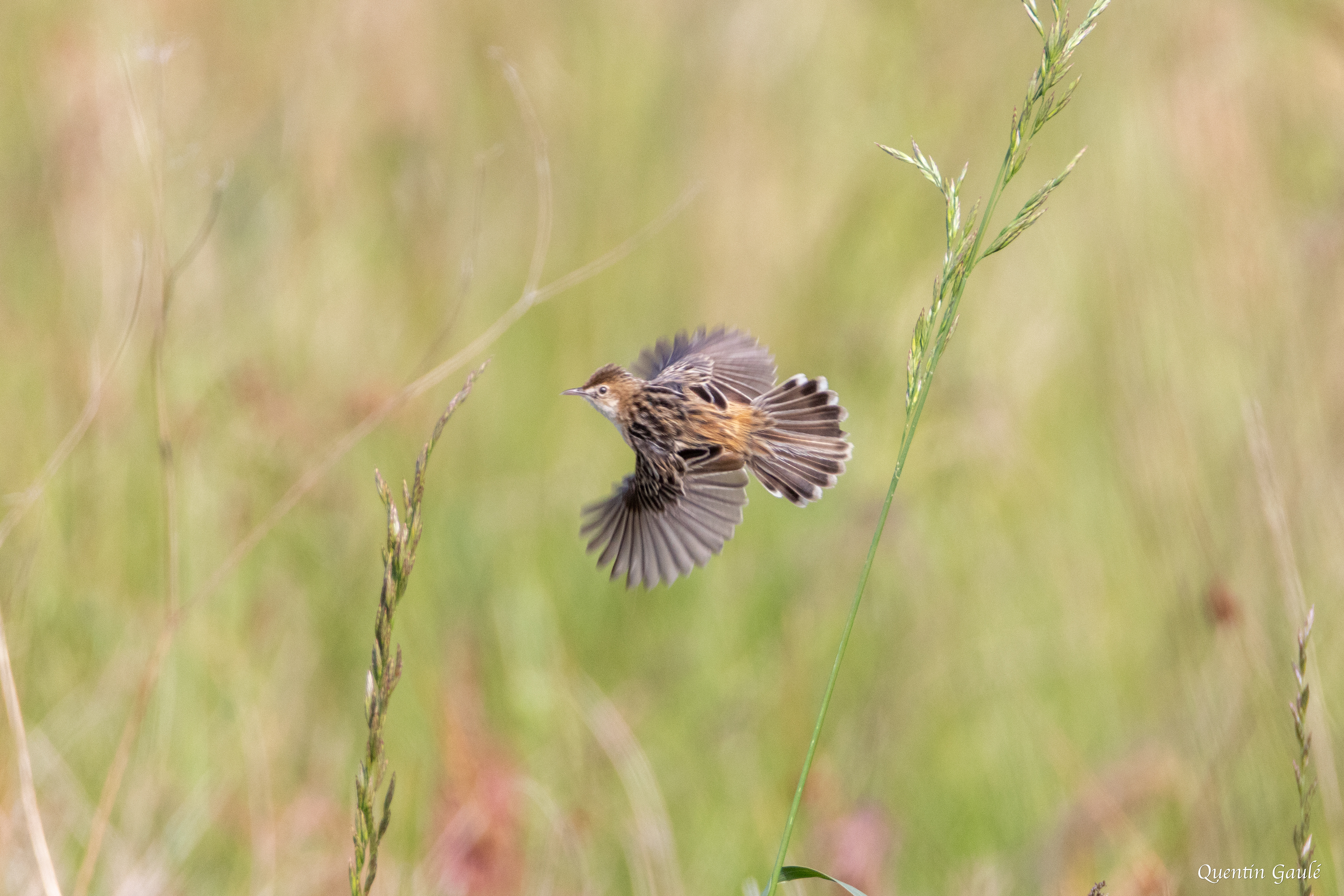 Cisticole des joncs (Cisticola juncidis) - Brigueil-le-Chantre, Vienne (86)