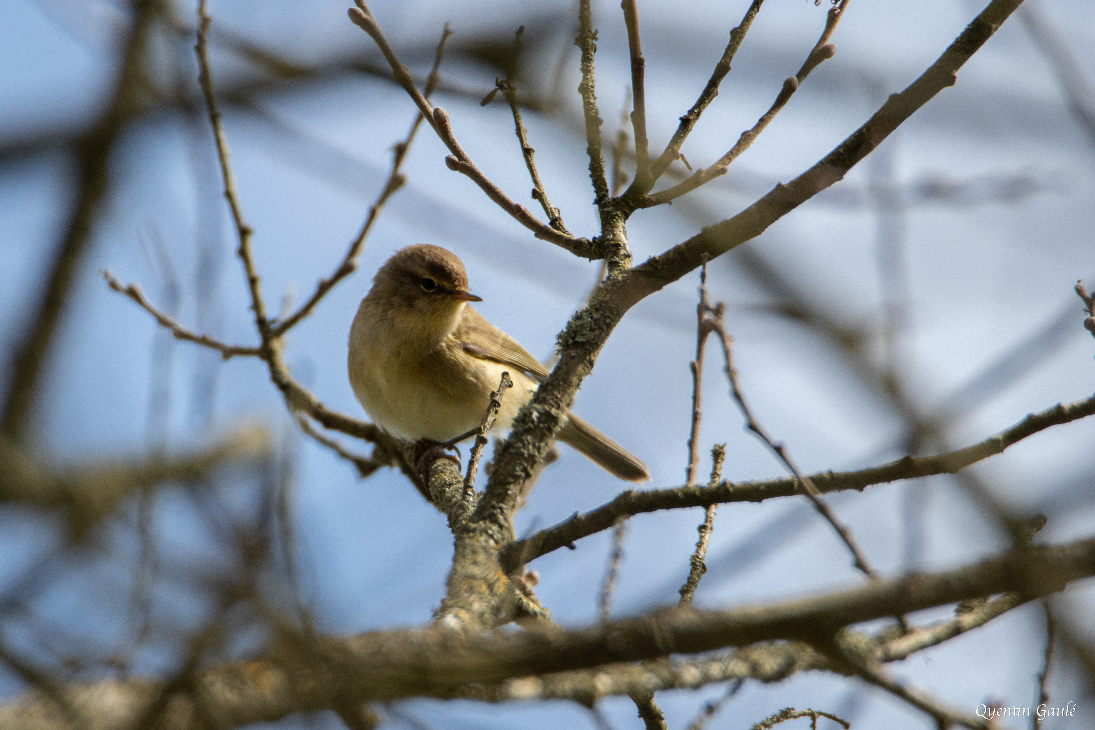 Pouillot véloce (Phylloscopus collybita) - Réserve Naturelle Nationale de l'Étang de la Horre (10)