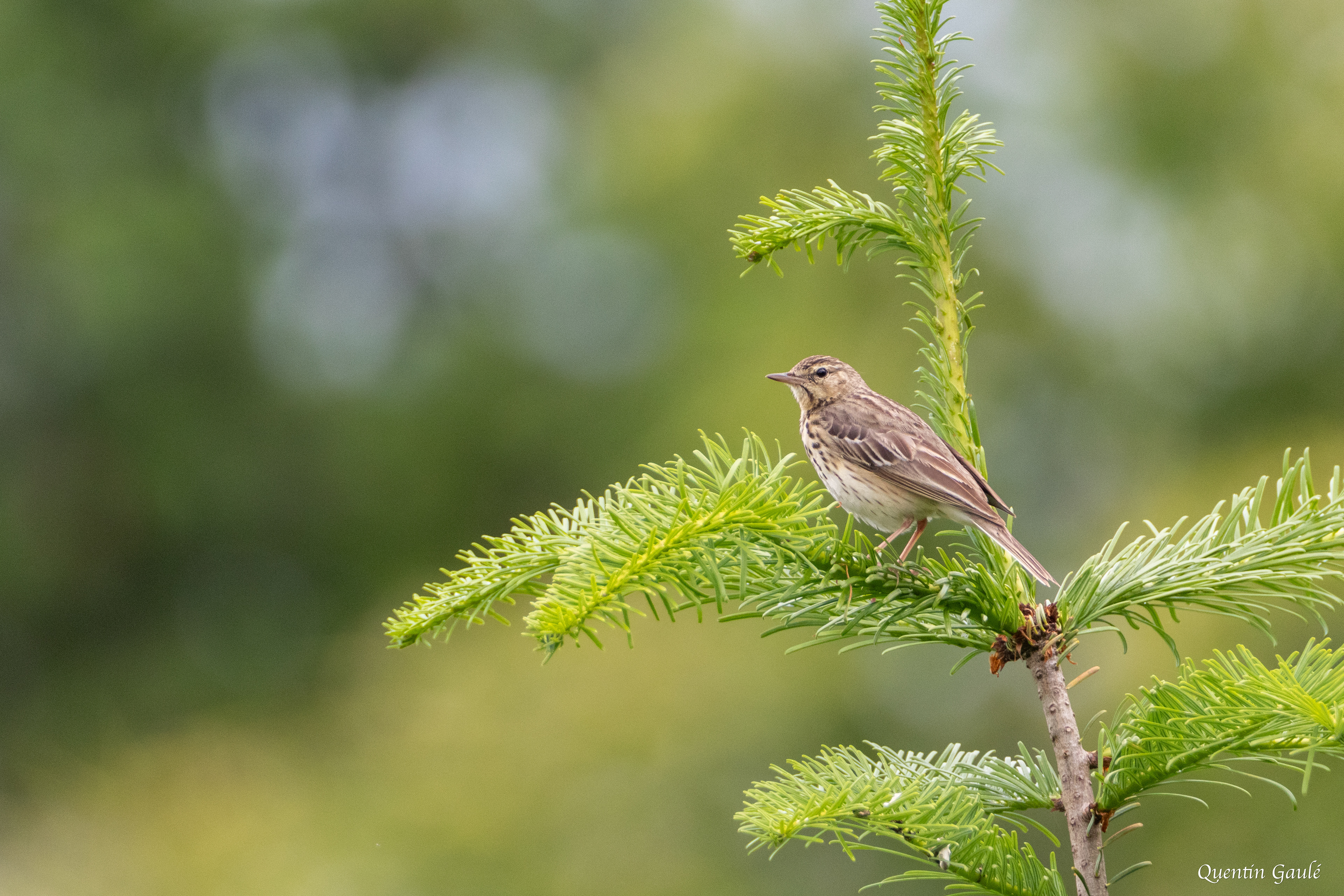 Pipit des arbres (Anthus trivialis) - Saint-Martin-Château, Creuse (23)