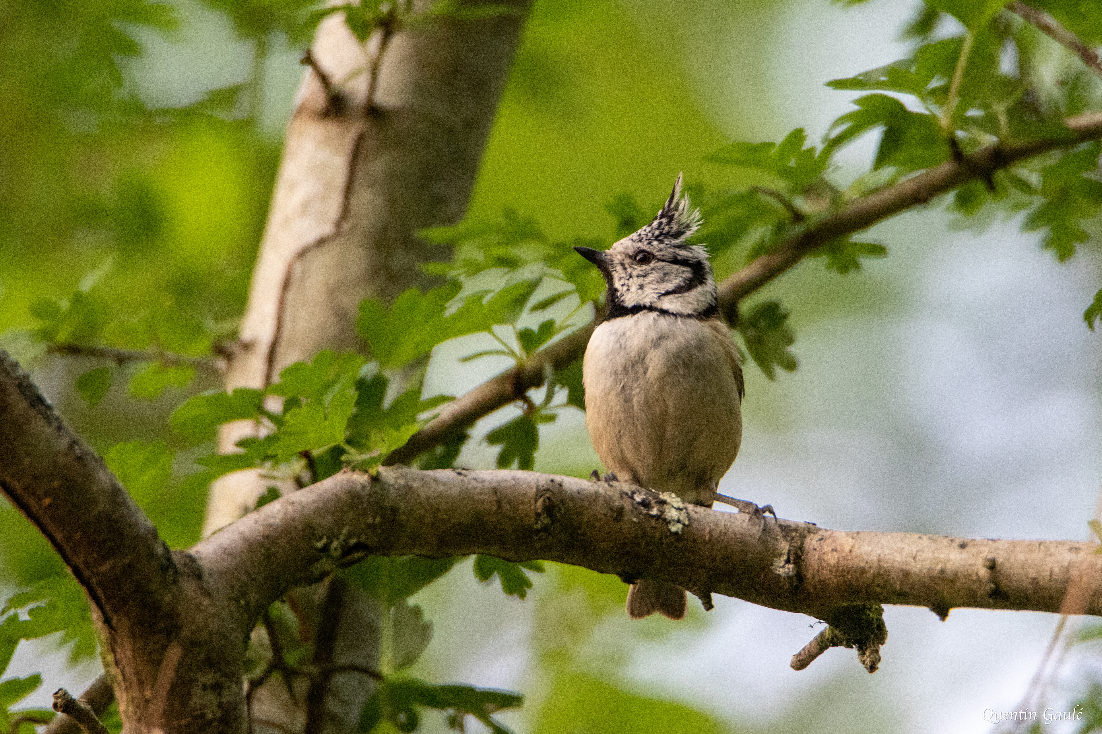 Mésange huppée (Lophophanes cristatus) - Gelos (64)