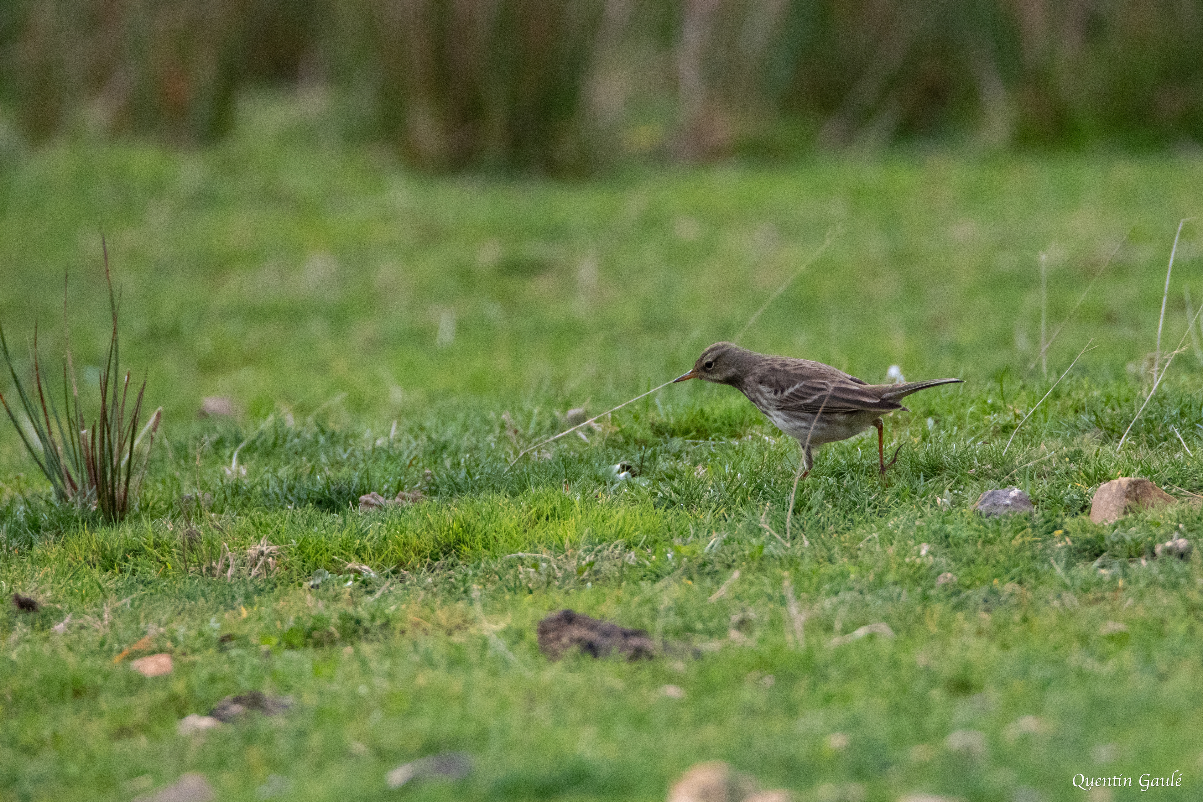 Pipit farlouse (Anthus pratensis) - Mendive, Pyrénées-Atlantiques (64)