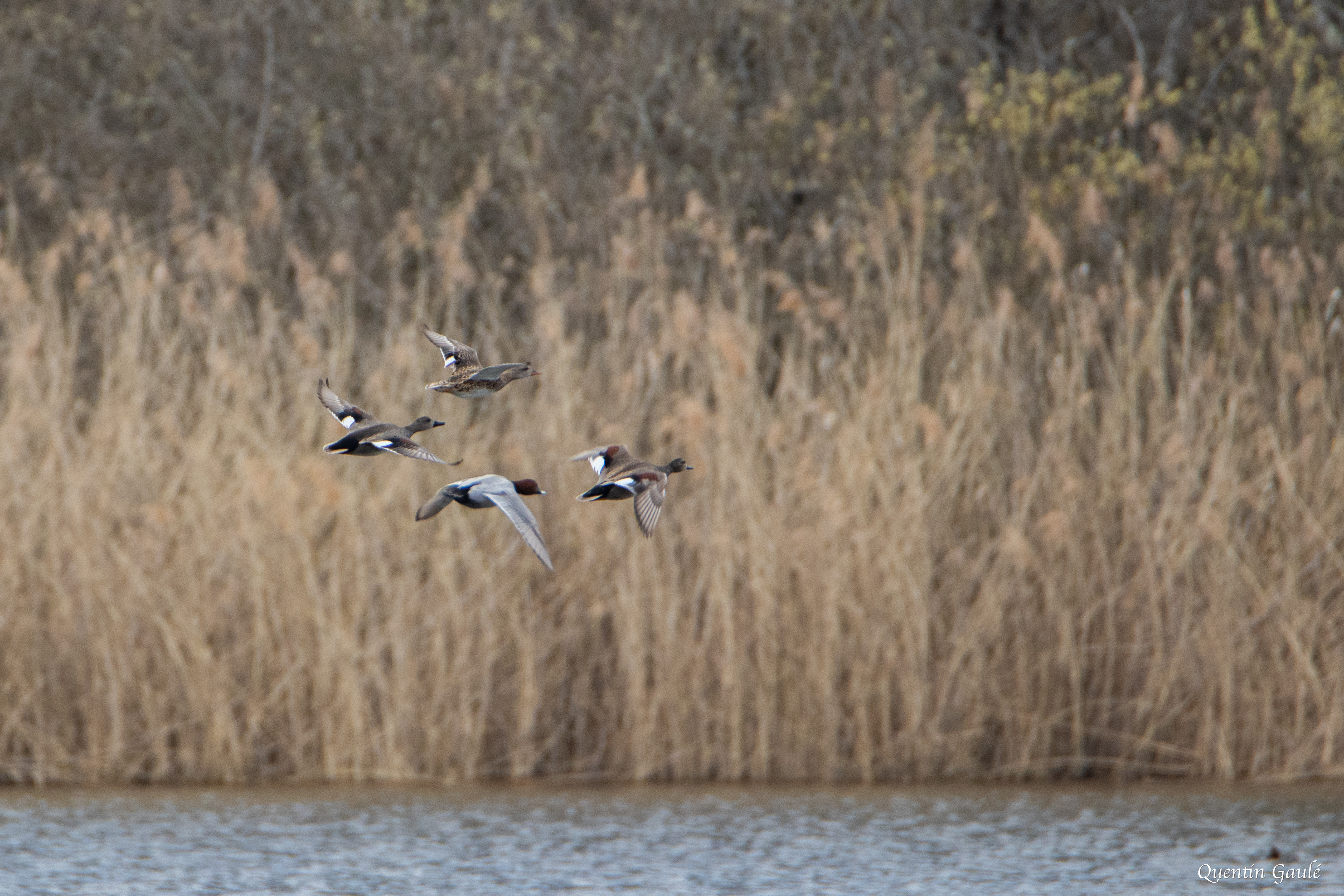 Canard chipeau (Mareca strepera) ; Fuligule milouin (Aythya ferina) - Réserve Naturelle Nationale de l'Étang de la Horre, Aube (10)