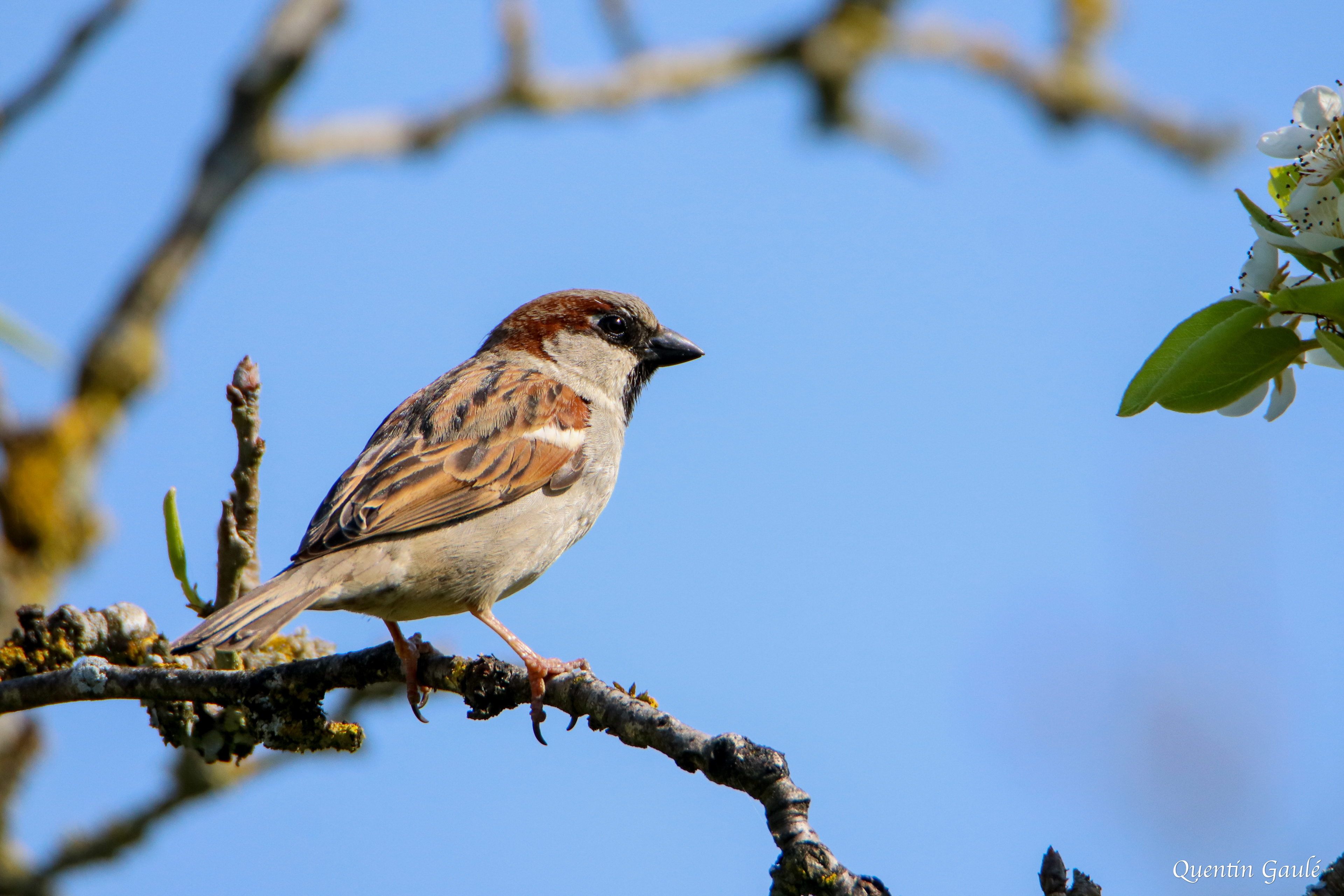 Moineau domestique (Passer domesticus) - Saint-Georges-de-Chesné, Ile-et-Vilaine (35)