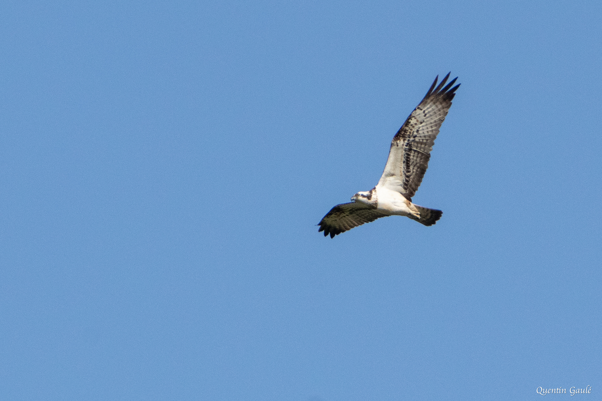 Balbuzard pêcheur (Pandion haliaetus) - Meurthe-et-Moselle (54)