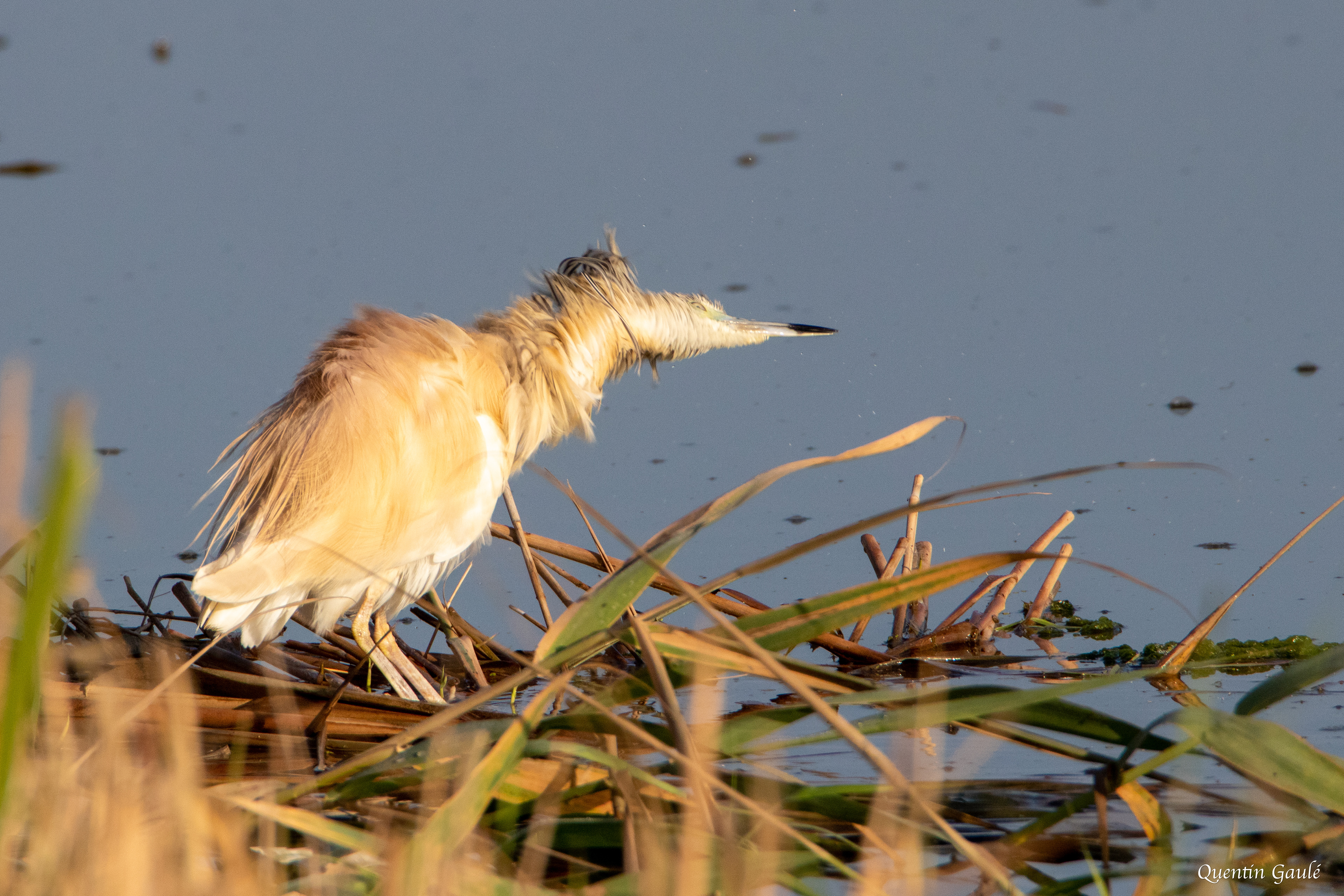 Crabier chevelu (Ardeola ralloides) - Parc Naturel du Delta de l'Èbre, Catalogne (Espagne)
