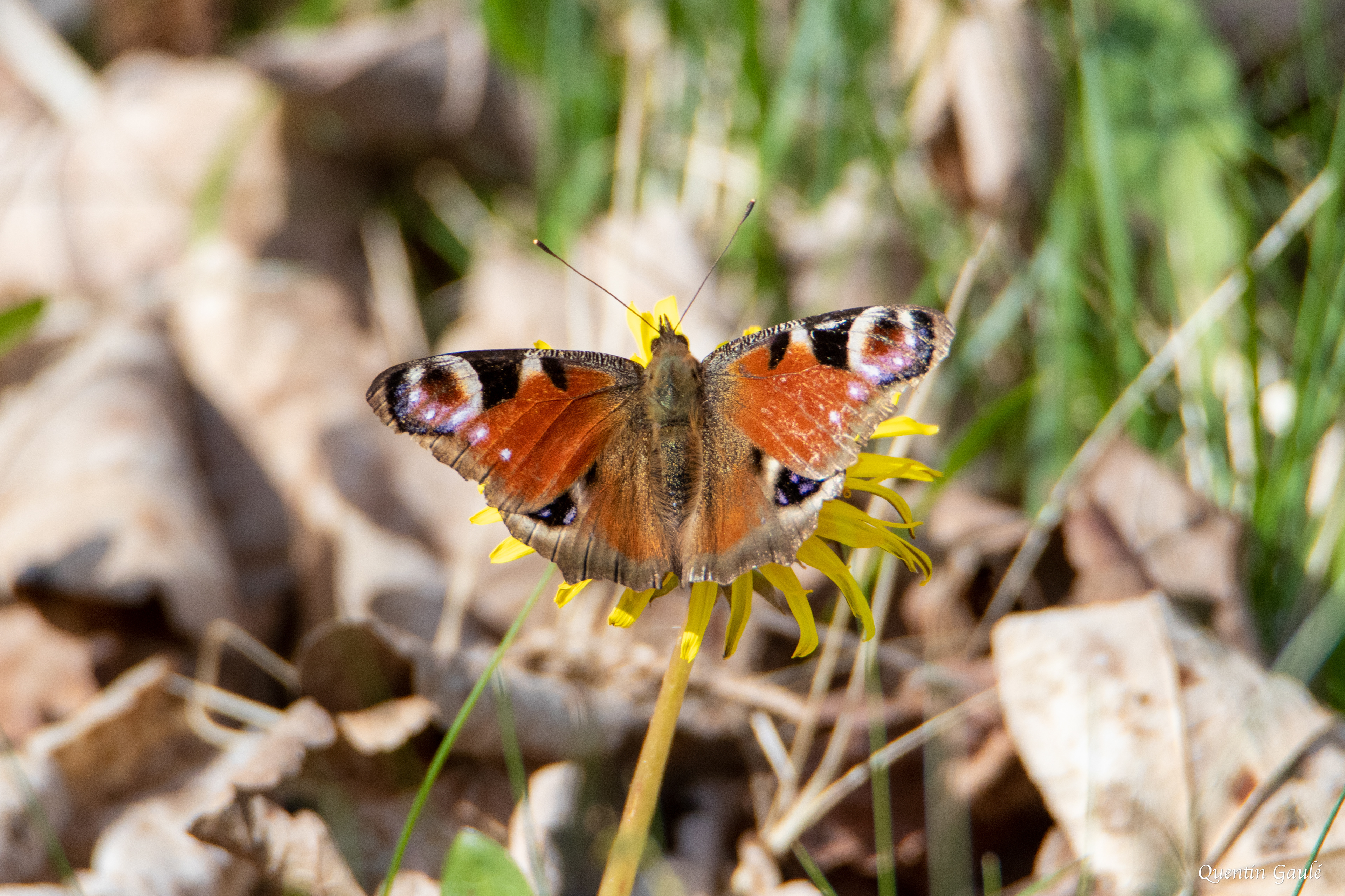 Paon-du-jour (Aglais io) - Etsaut (64)