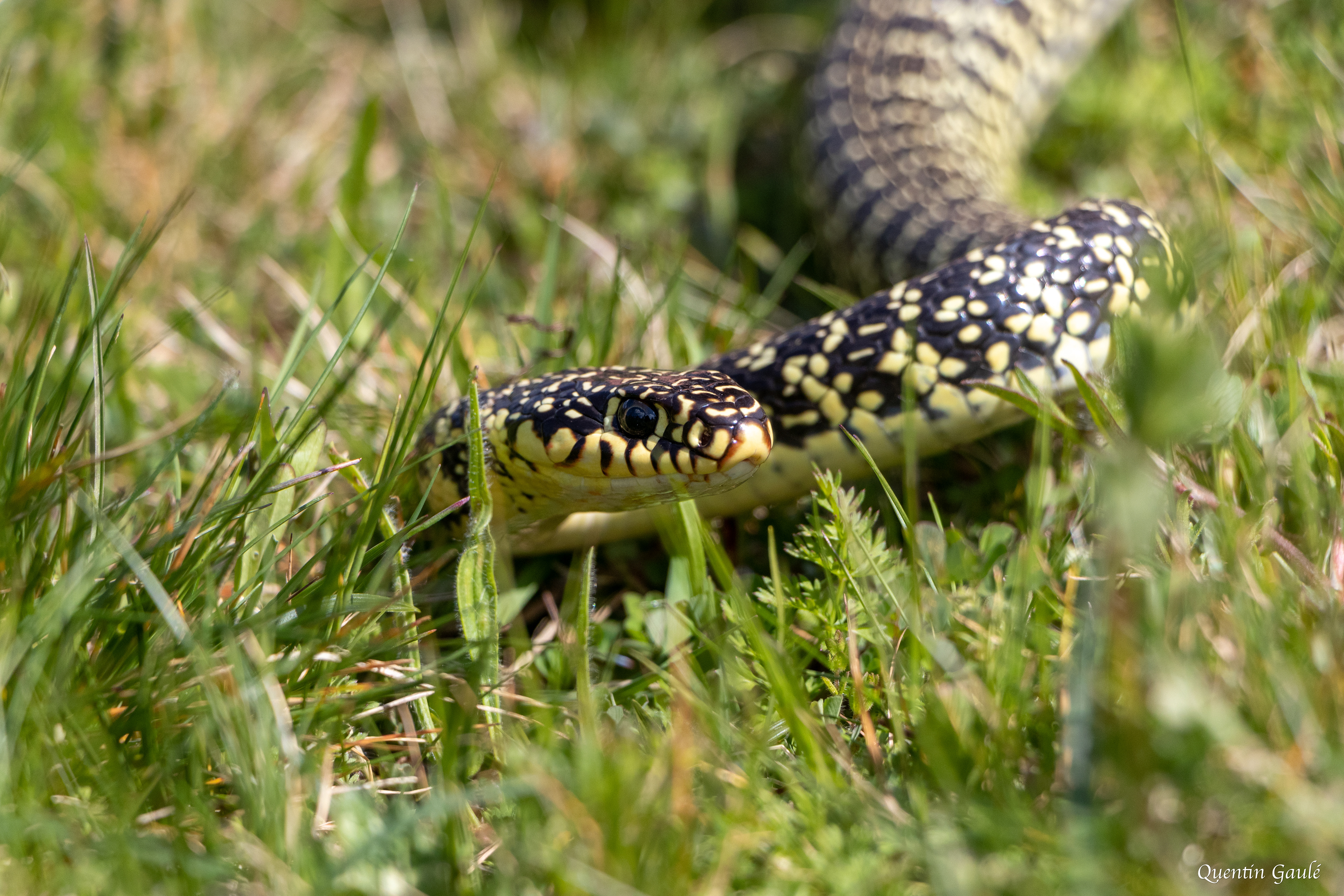 Couleuvre verte et jaune (Hierophis viridiflavus) - La Meyze, Haute-Vienne (87)