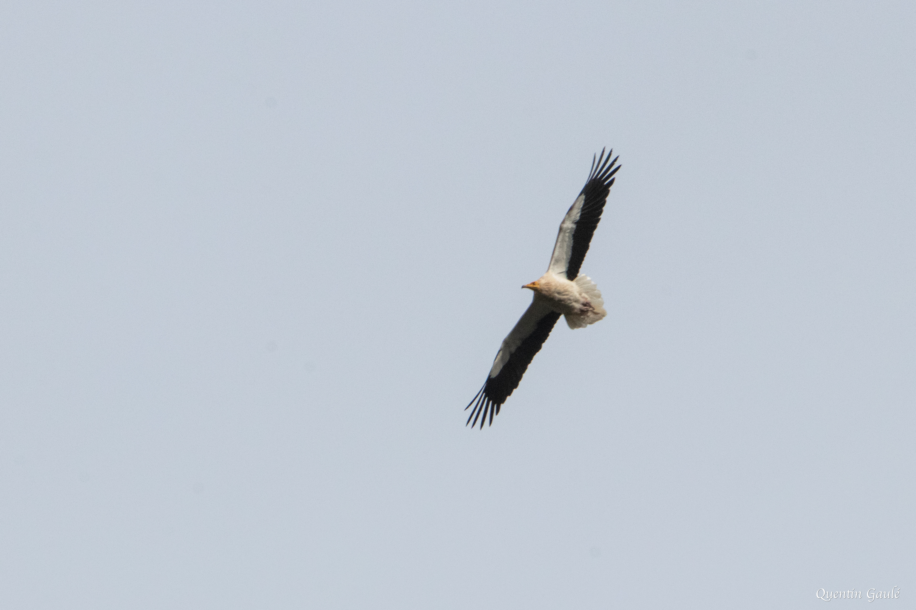 Vautour percnoptère (Neophron percnopterus) - Etsaut, Pyrénées-Atlantiques (64)