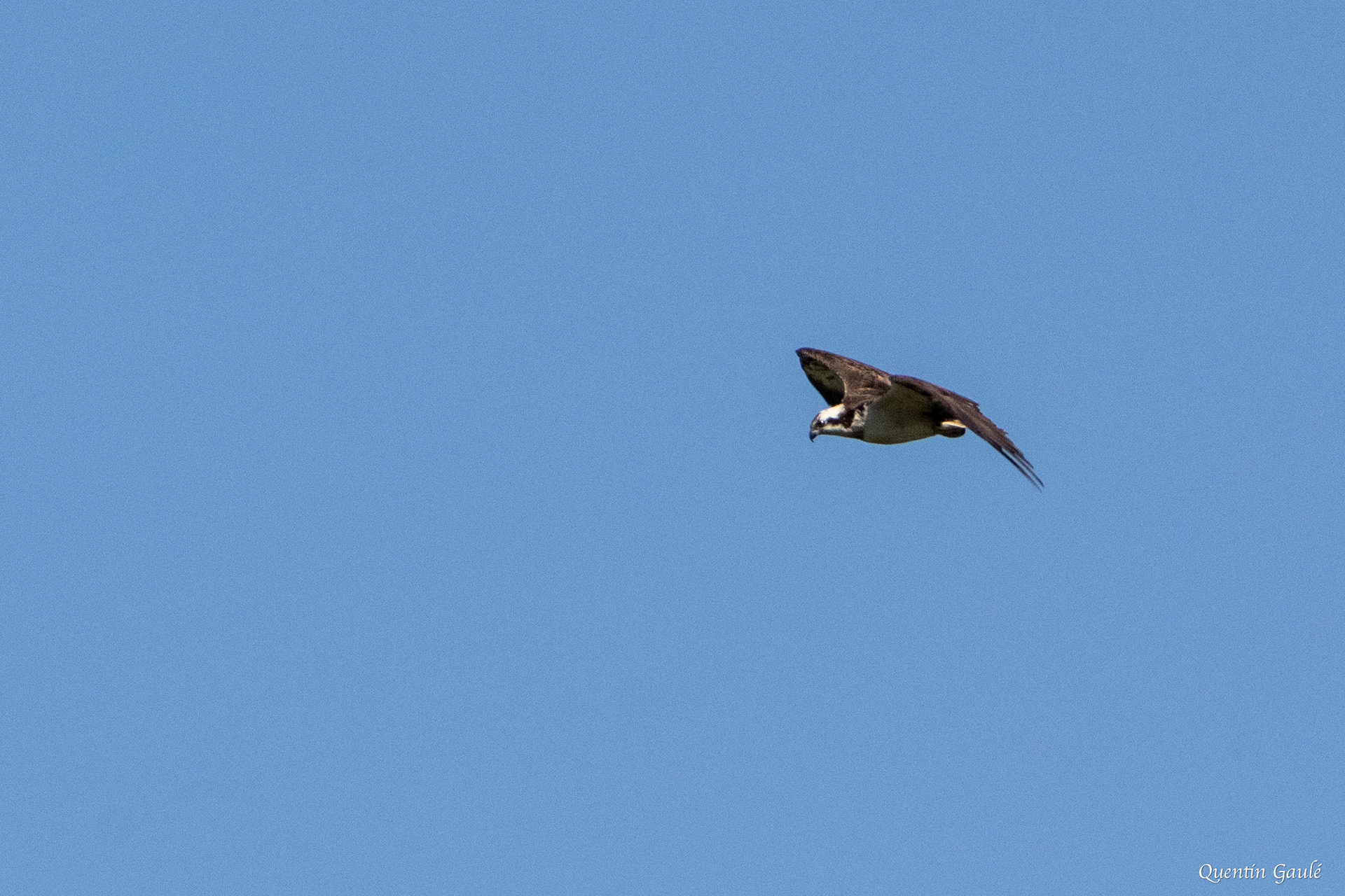 Balbuzard pêcheur (Pandion haliaetus) - Meurthe-et-Moselle (54)