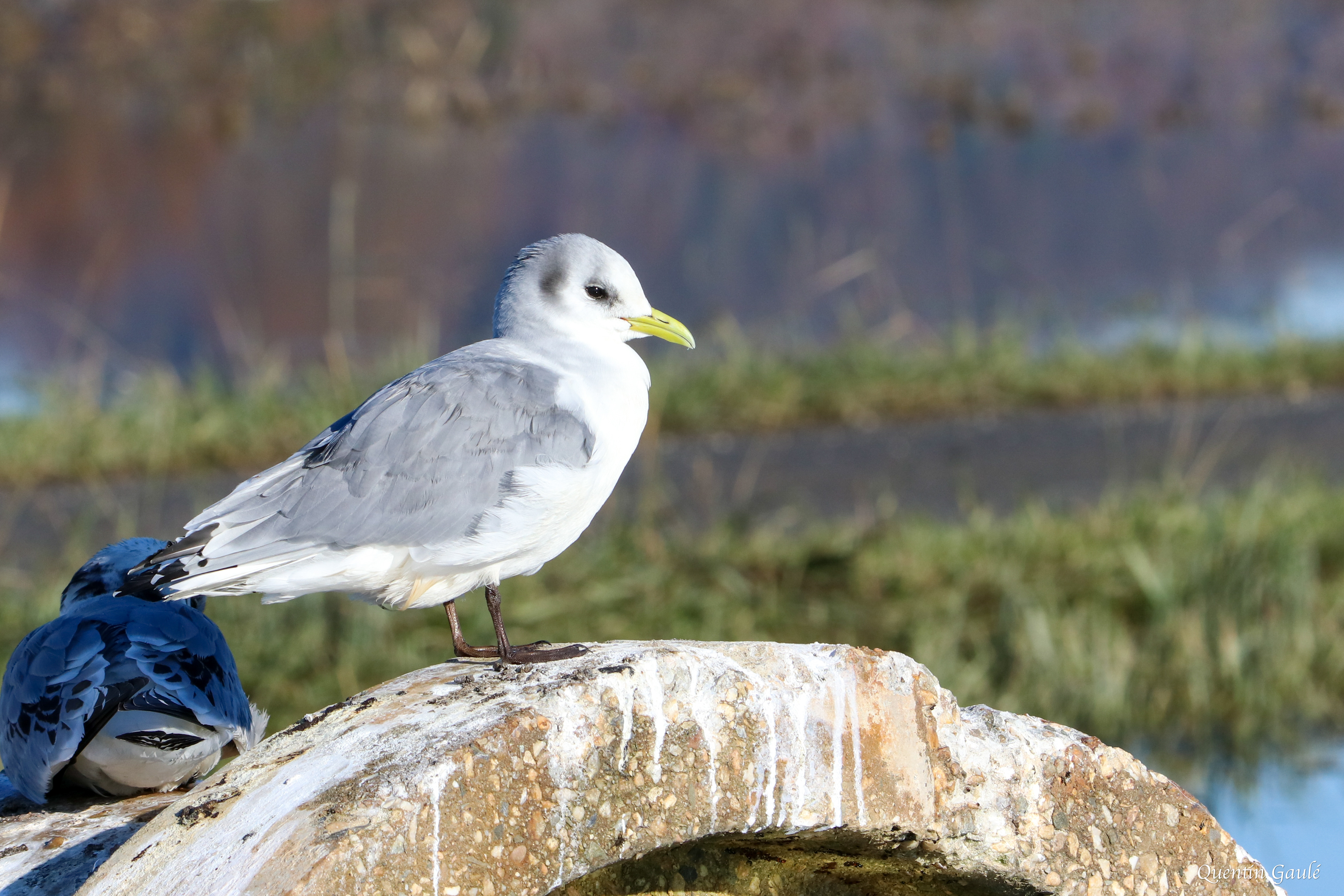 Mouette tridactyle (Rissa tridactyla) - Guiche (64)