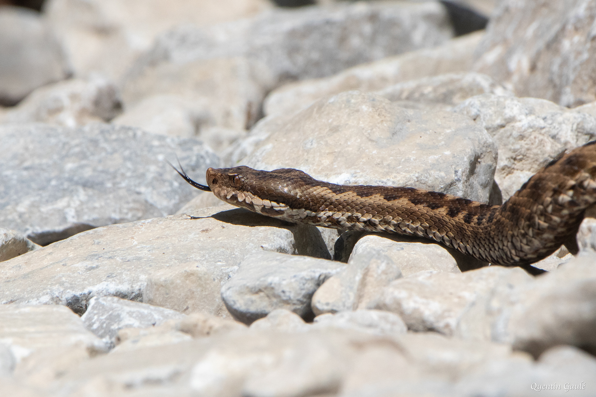 Vipère aspic (Vipera aspis) - Etsaut, Pyrénées-Atlantiques (64)
