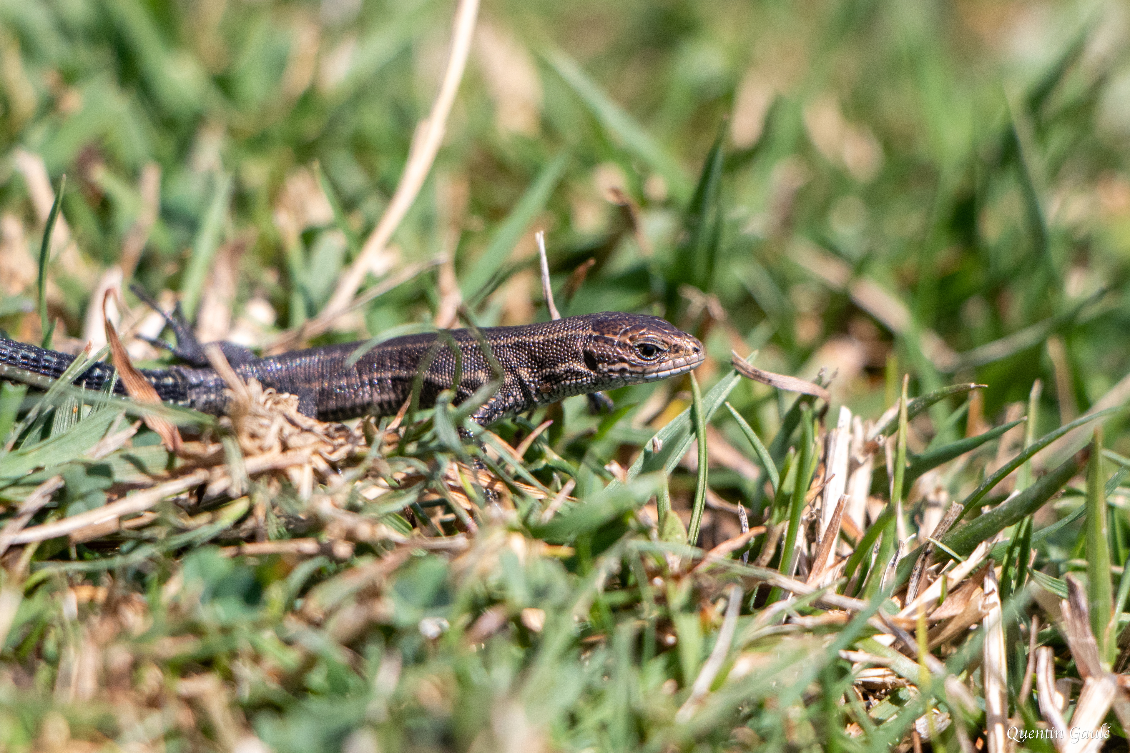 Lézard vivipare (Zootoca vivipara), juvénile - Col d'Aubisque, Eaux-Bonnes, Pyrénées-Atlantiques (64)