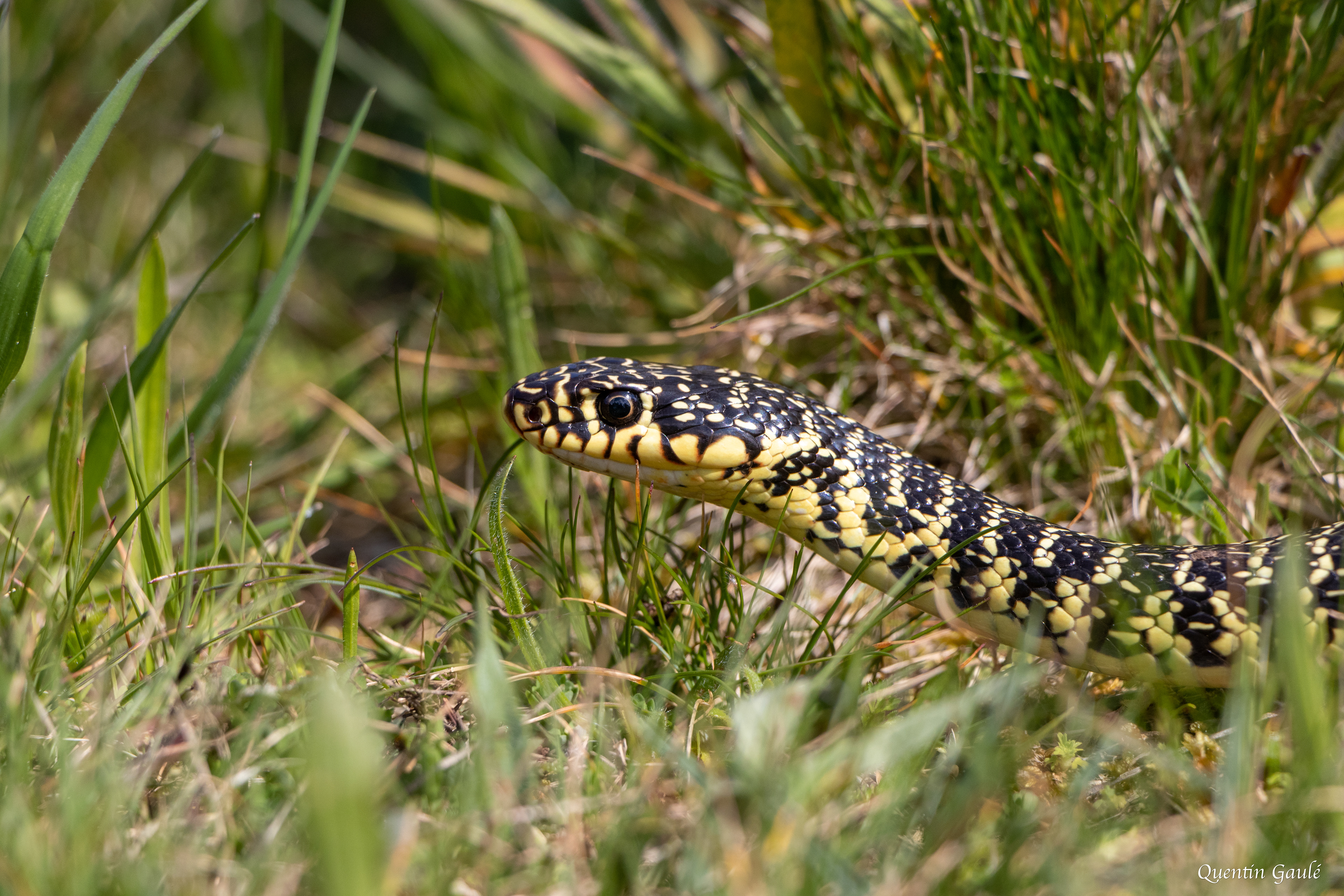Couleuvre verte et jaune (Hierophis viridiflavus) - La Meyze, Haute-Vienne (87)