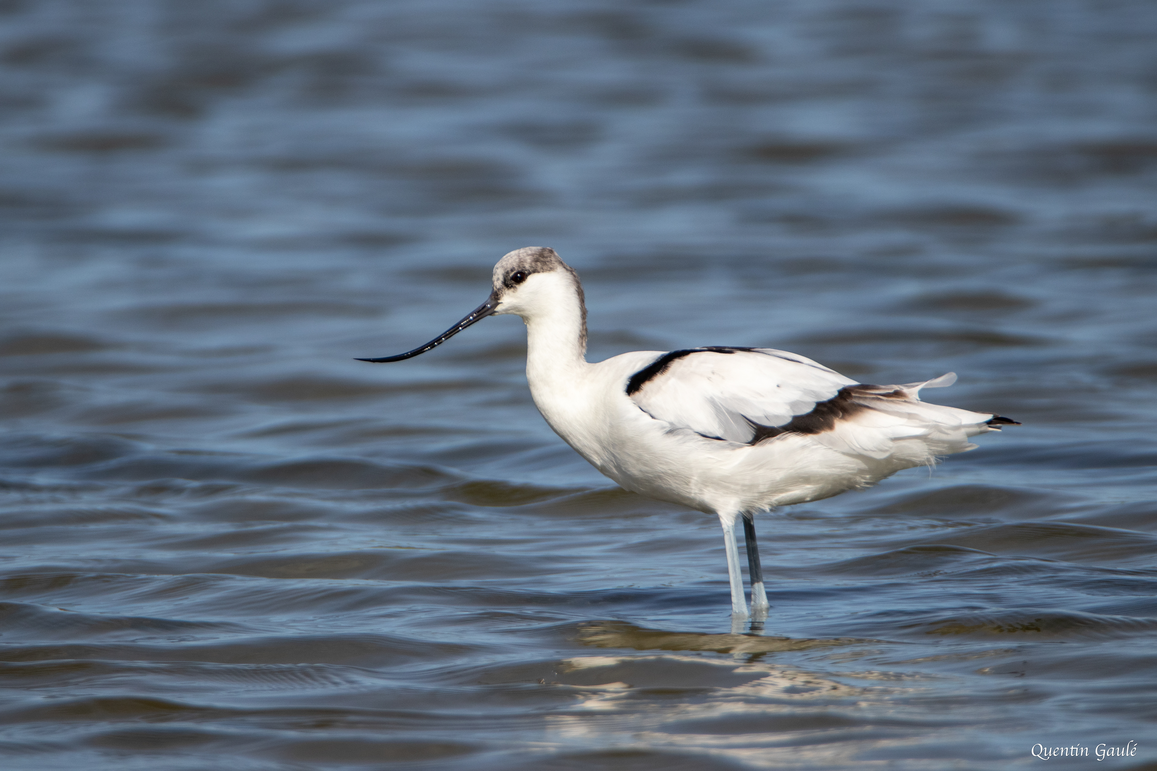 Avocette élégante (Recurvirostra avosetta) - Réserve ornithologique du Teich, Gironde (33)