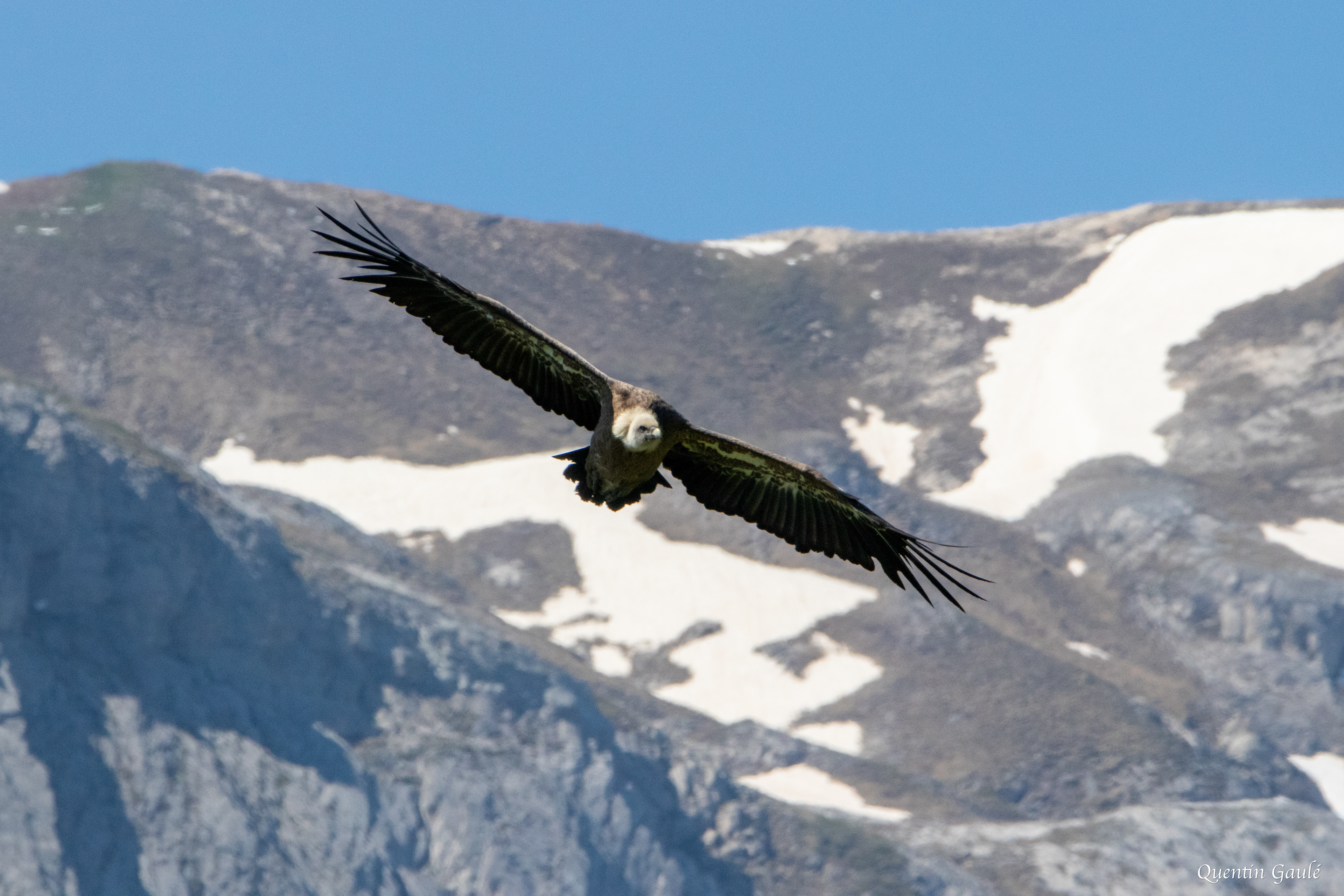 Vautour fauve (Gyps fulvus) - Gourette, Eaux-Bonnes, Pyrénées-Atlantiques (64)