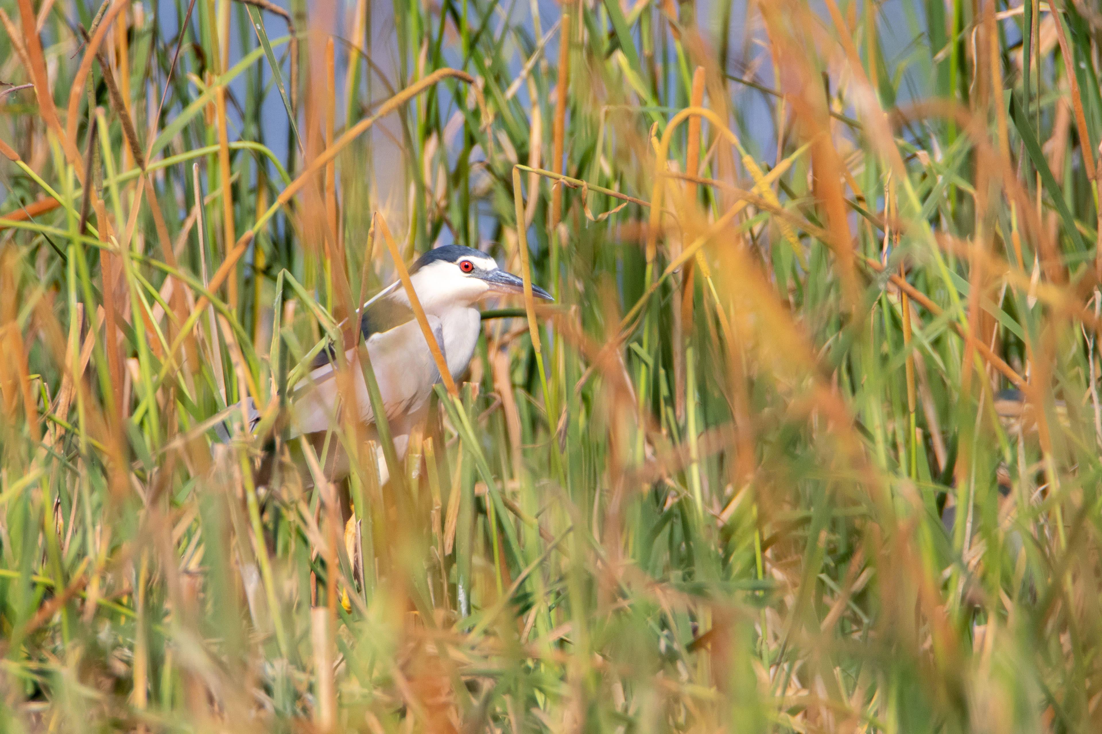 Bihoreau gris (Nycticorax nycticorax) - Parc Naturel du Delta de l'Èbre, Catalogne (Espagne)