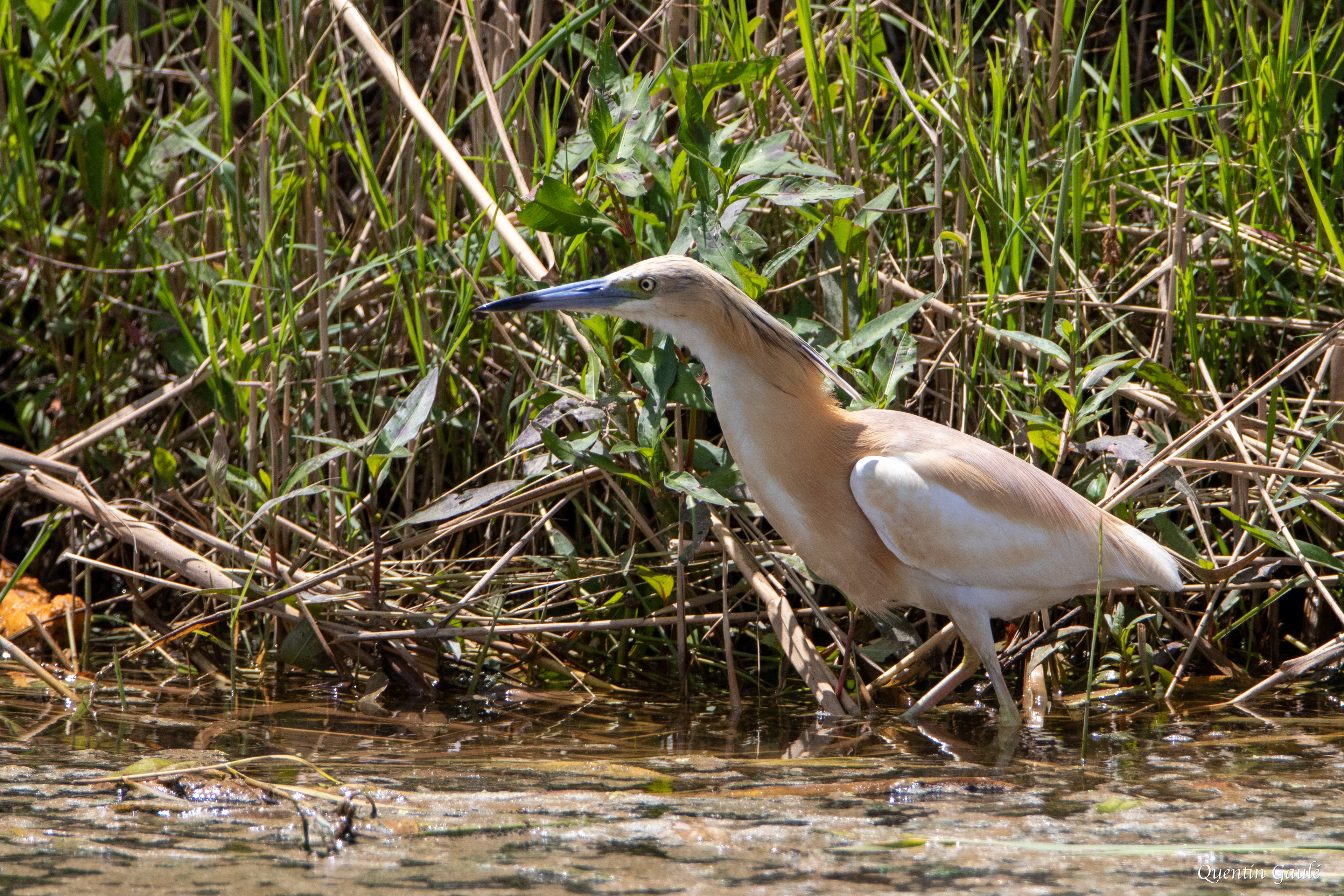 Crabier chevelu (Ardeola ralloides) - Parc Naturel du Delta de l'Èbre, Catalogne (Espagne)