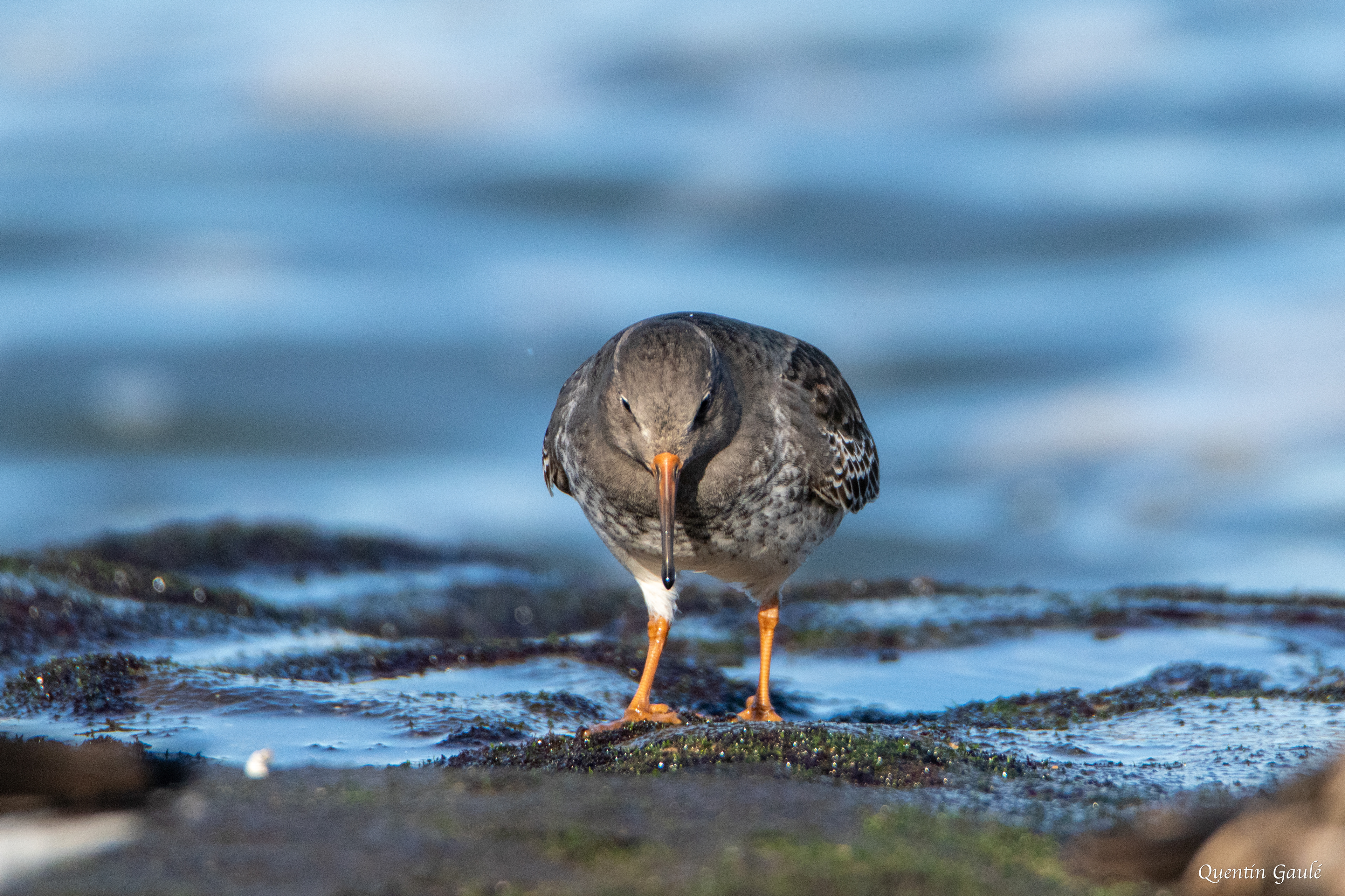Bécasseau violet (Calidris maritima) - Anglet (64)