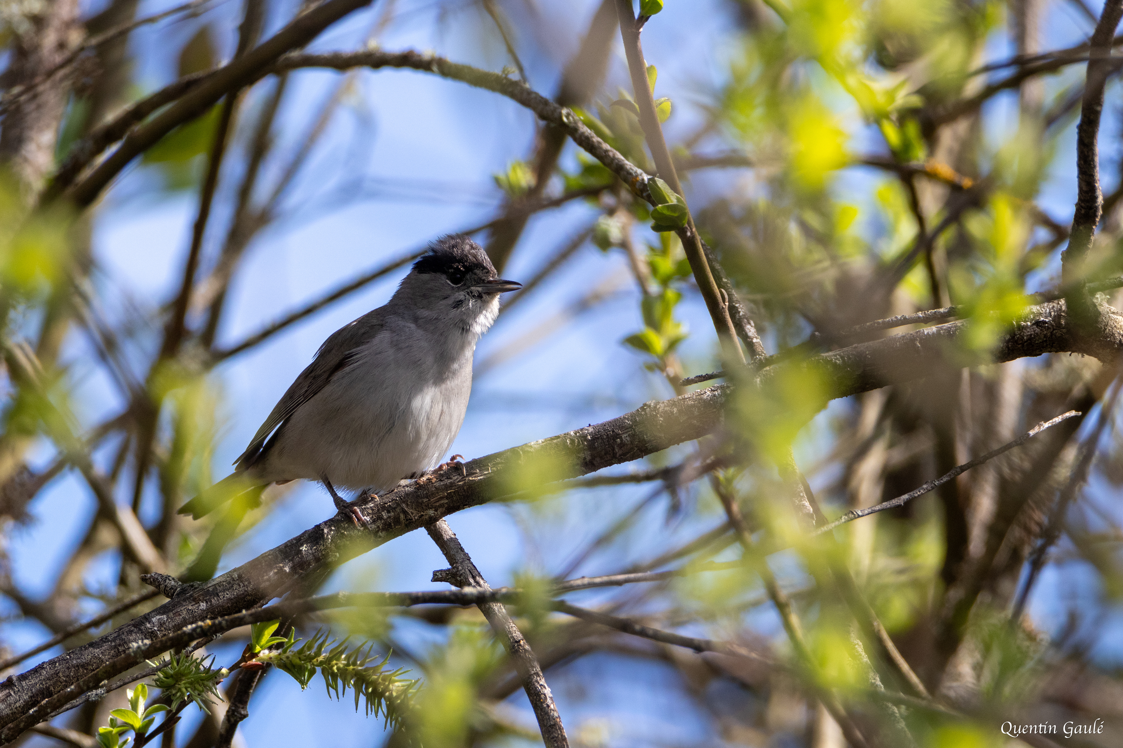 Fauvette à tête noire (Sylvia atricapilla) - Réserve Naturelle Nationale de Chérine, Indre (36)