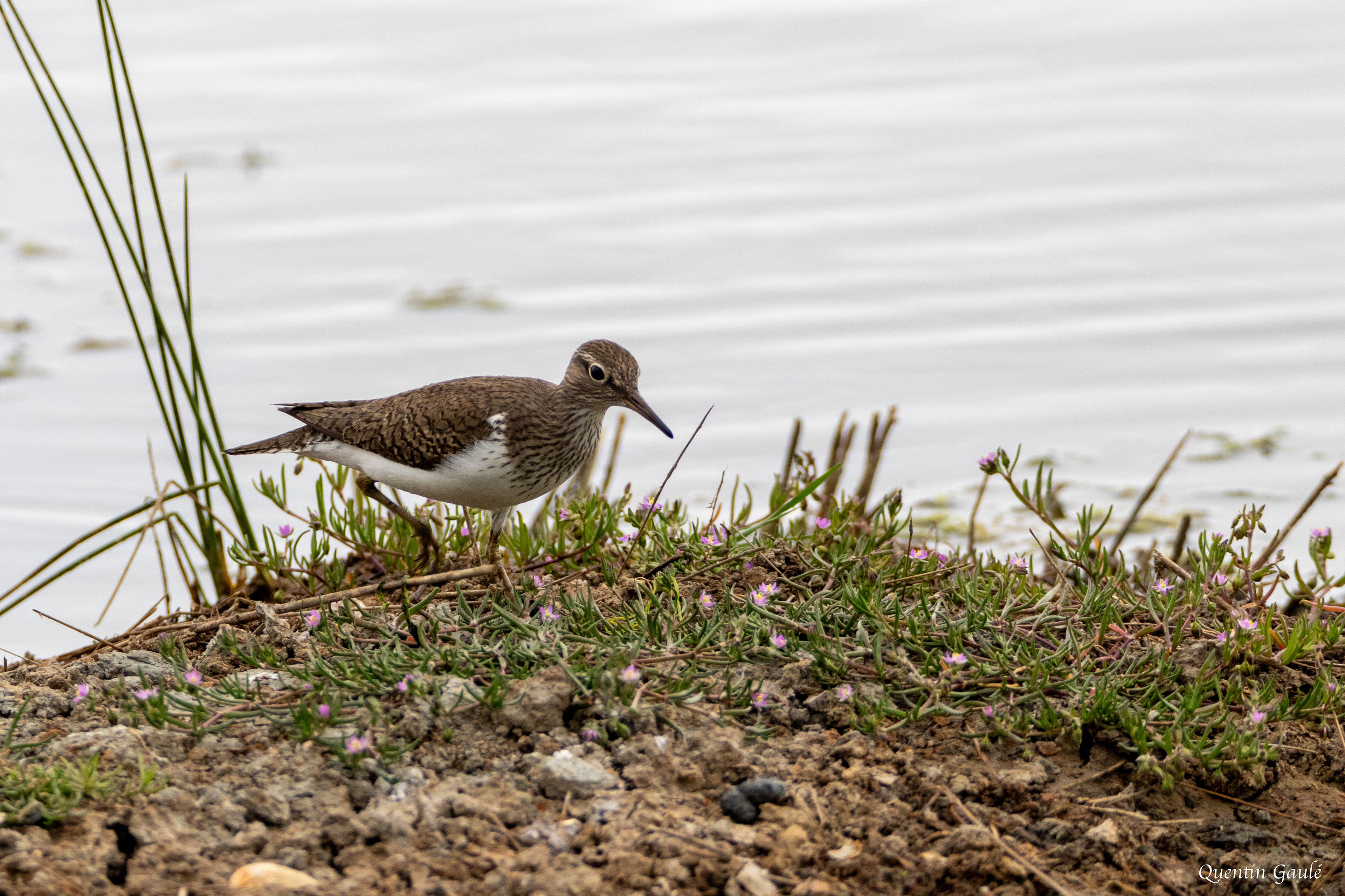 Chevalier guignette (Actitis hypoleucos) - Réserve ornithologique du Teich, Gironde (33)