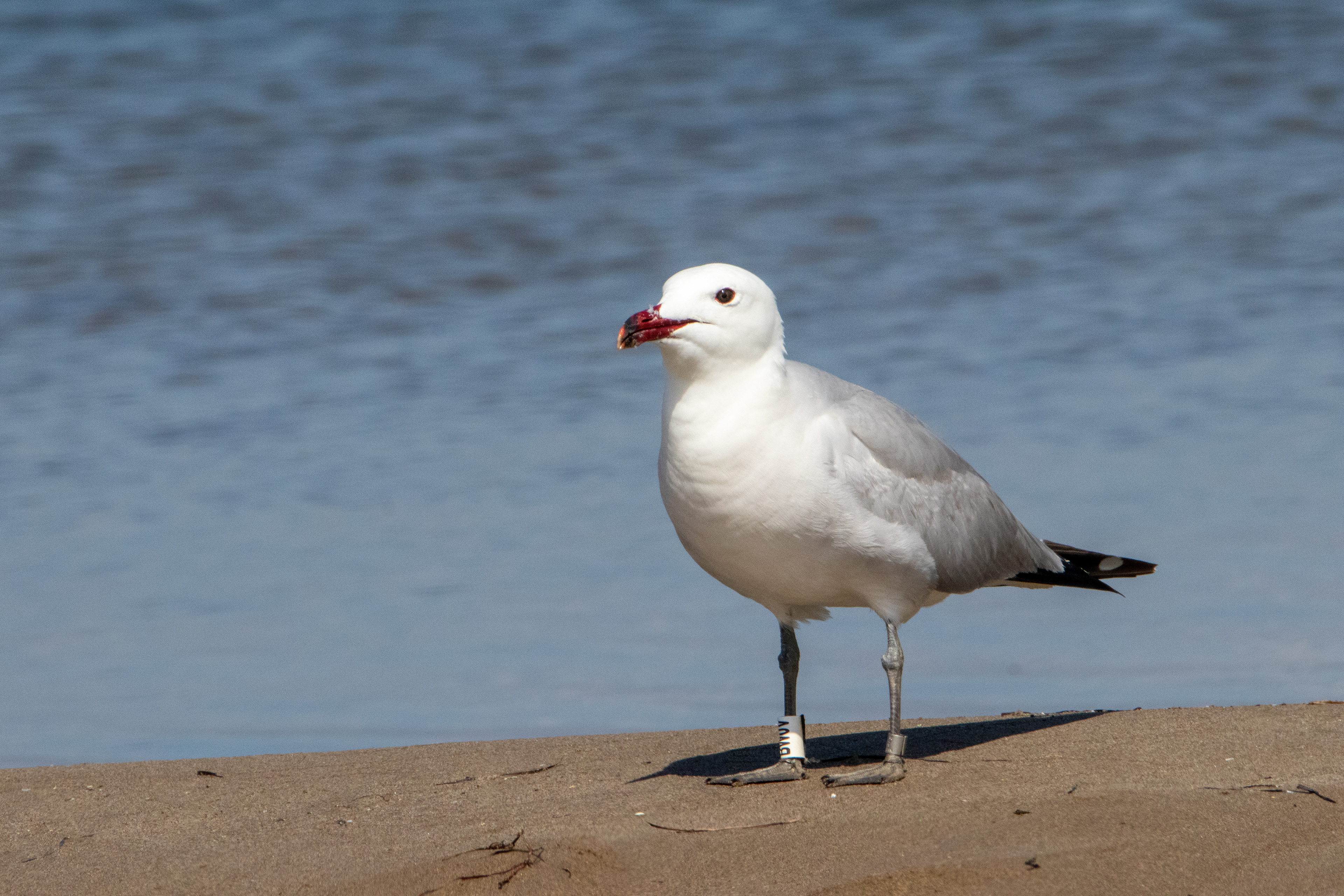 Goéland d'Audouin (Ichthyaetus audouinii) - Parc Naturel du Delta de l'Èbre, Catalogne (Espagne)