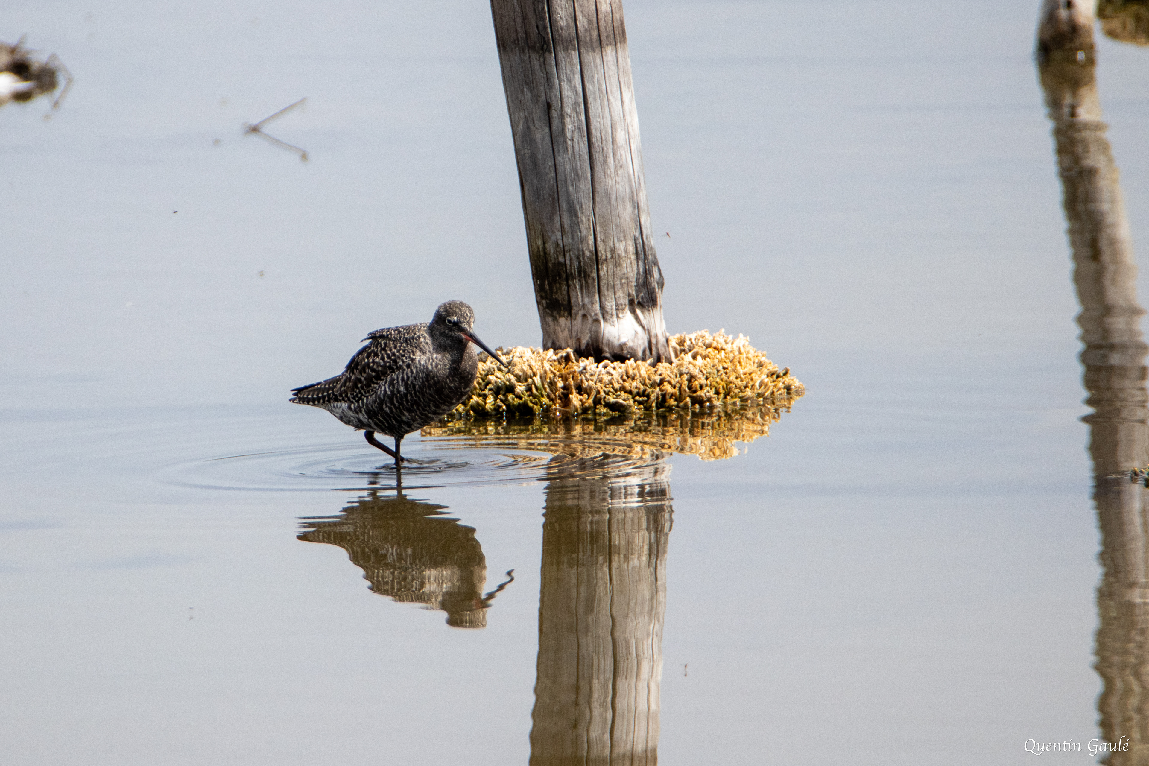 Chevalier arlequin (Tringa erythropus) - Réserve ornithologique du Teich, Gironde (33)