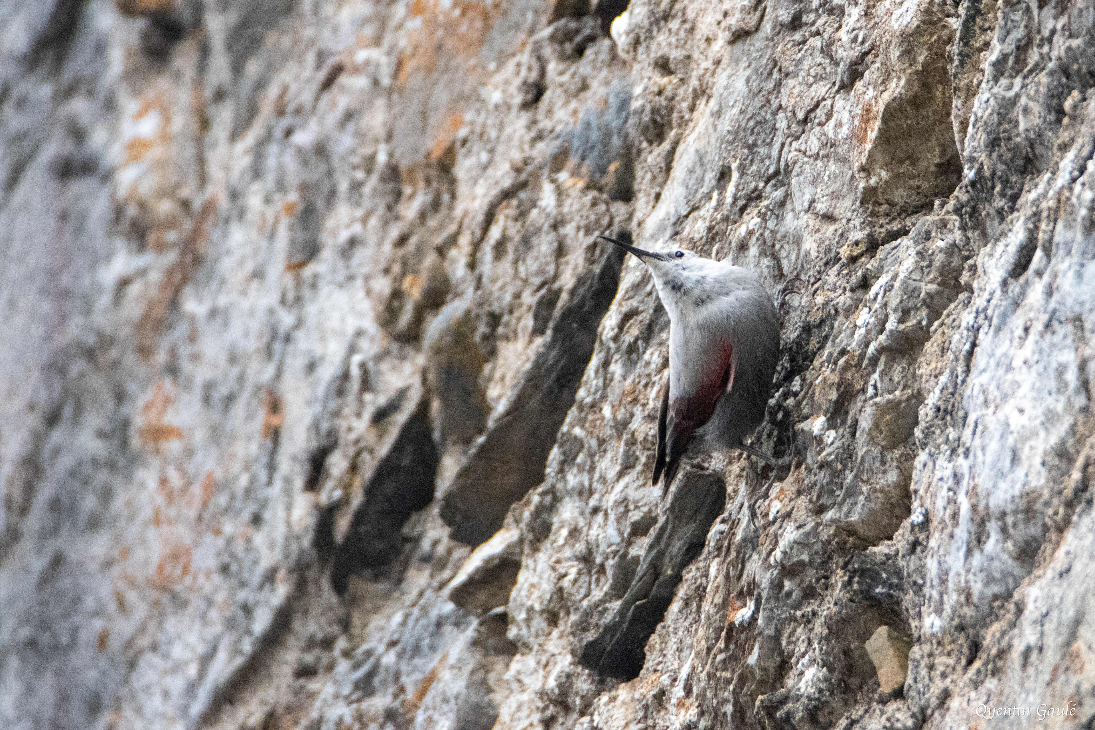 Tichodrome échelette (Tichodroma muraria) - Borce (64)