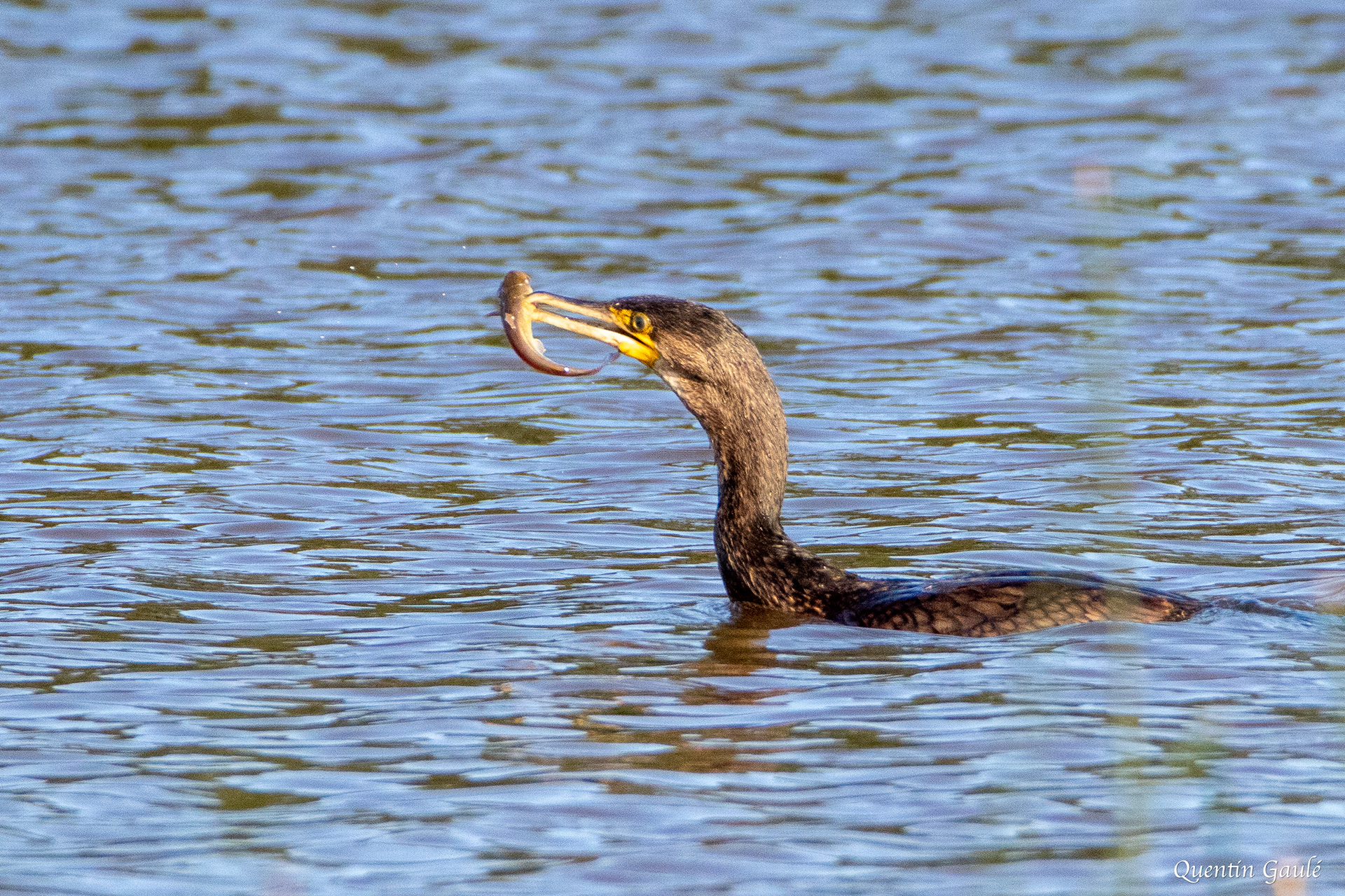 Grand Cormoran (Phalacrocorax carbo) - Étang de Beaumont, Neung-sur-Beuvron, Loir-et-Cher (41)