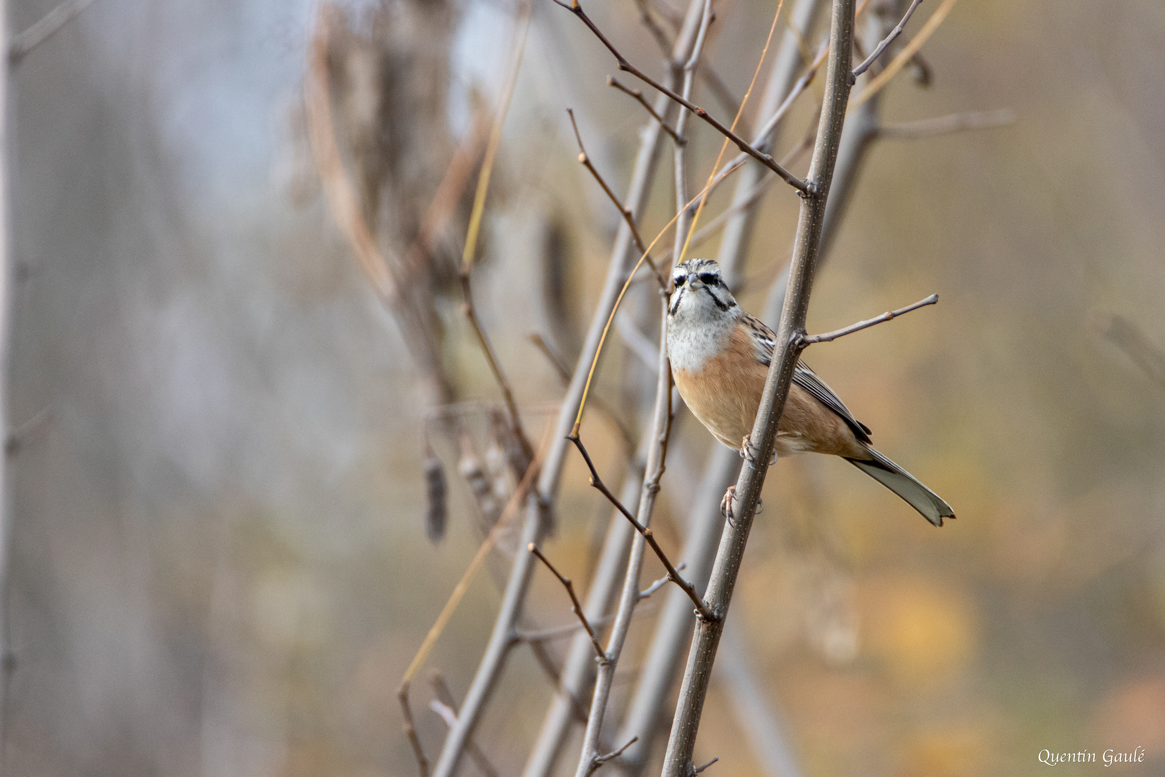Bruant fou (Emberiza cia) - Ossun, Hautes-Pyrénées (65)