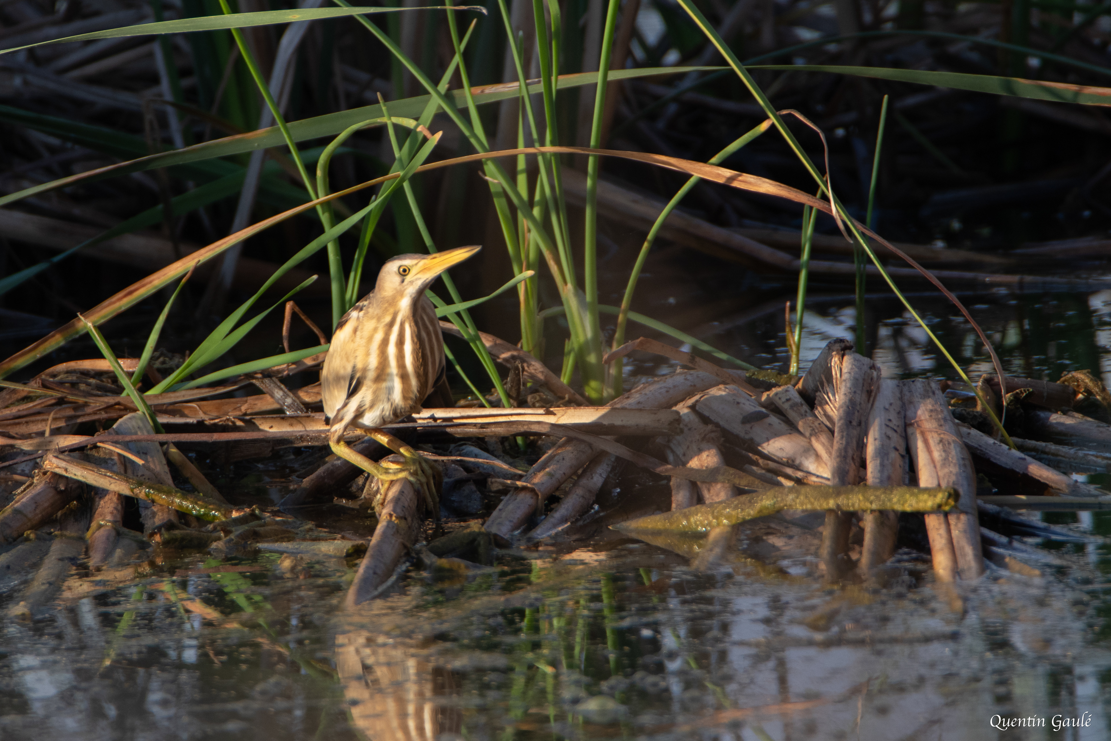 Blongios nain (Ixobrychus minutus) - Parc Naturel du Delta de l'Èbre, Catalogne (Espagne)