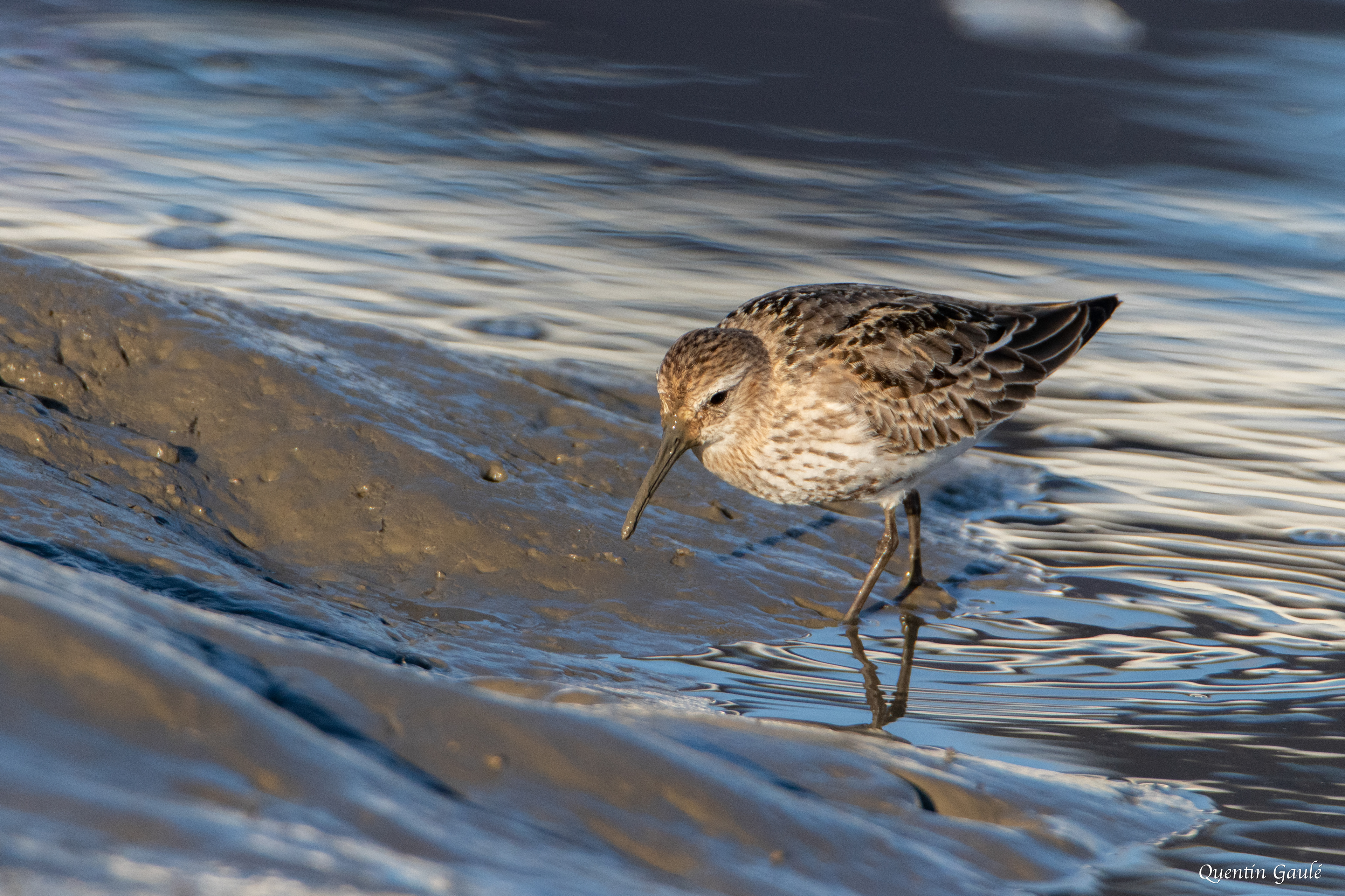 Bécasseau variable (Calidris alpina) - Andernos-les-Bains (33)