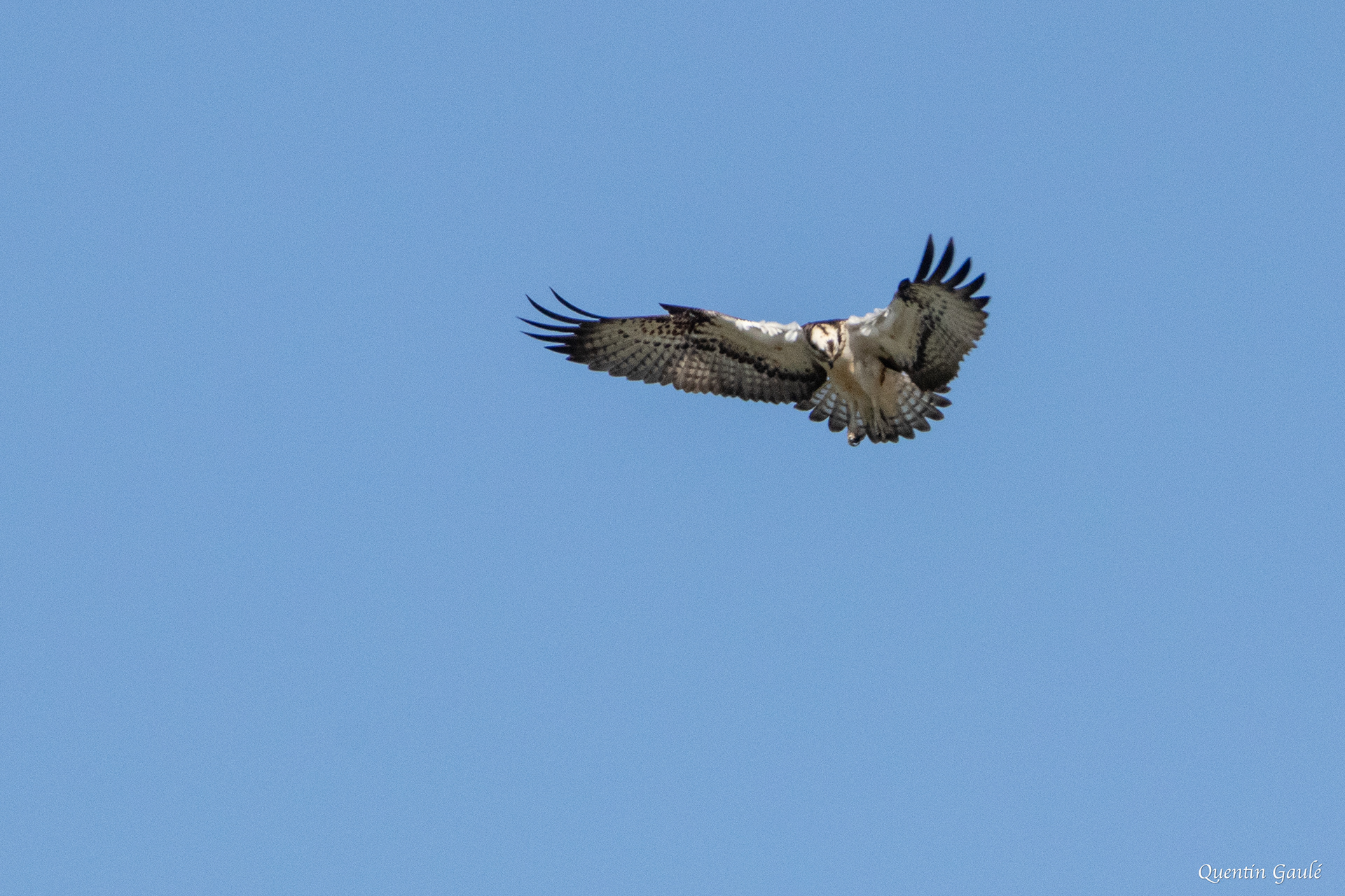 Balbuzard pêcheur (Pandion haliaetus) - Meurthe-et-Moselle (54)