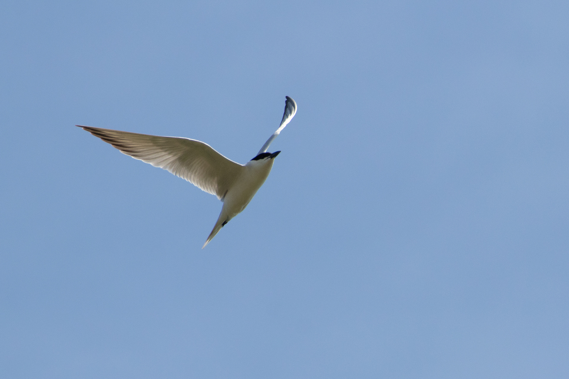 Sterne hansel (Gelochelidon nilotica) - Parc Naturel du Delta de l'Èbre, Catalogne (Espagne)