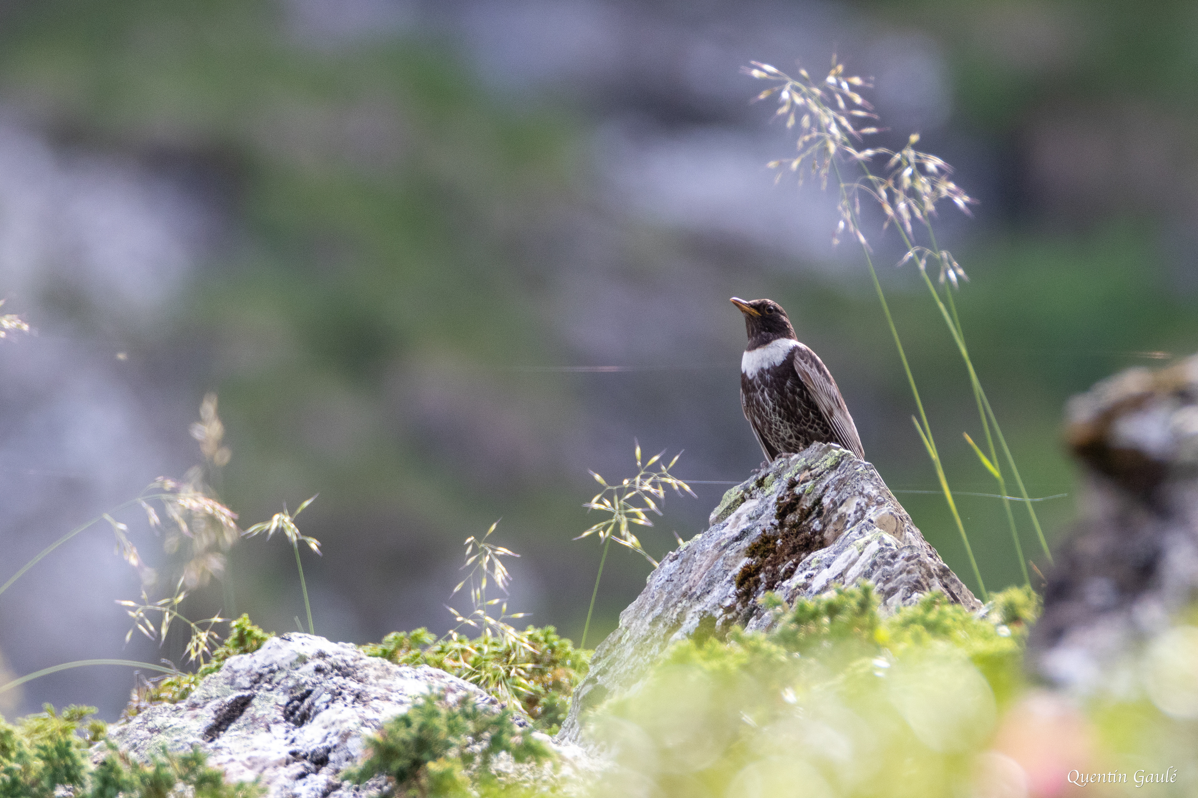Merle à plastron (Turdus torquatus) - Étang d'Eychelle, Bethmale (09)