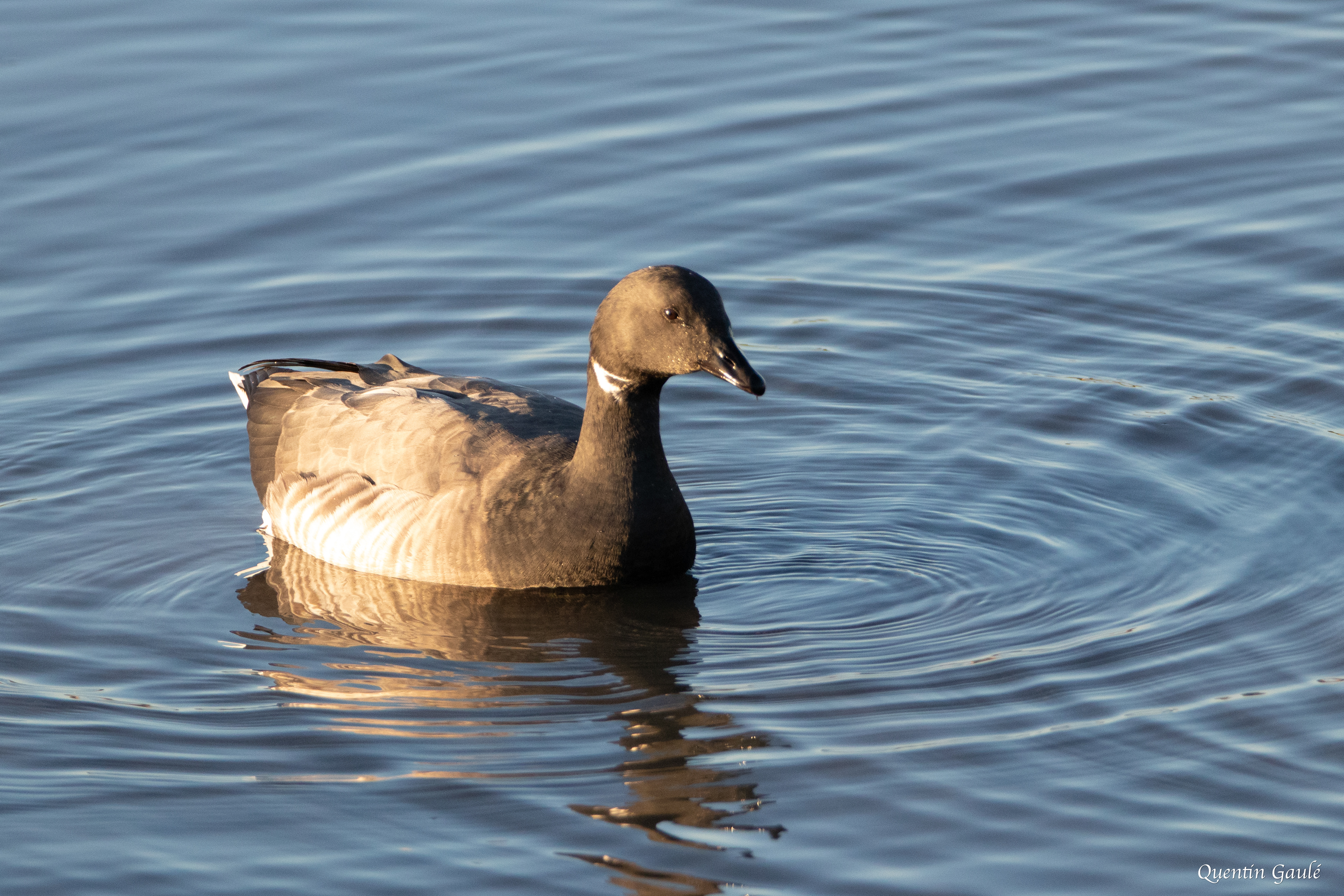 Bernache cravant (Branta bernicla) - Andernos-les-Bains, Gironde (33)