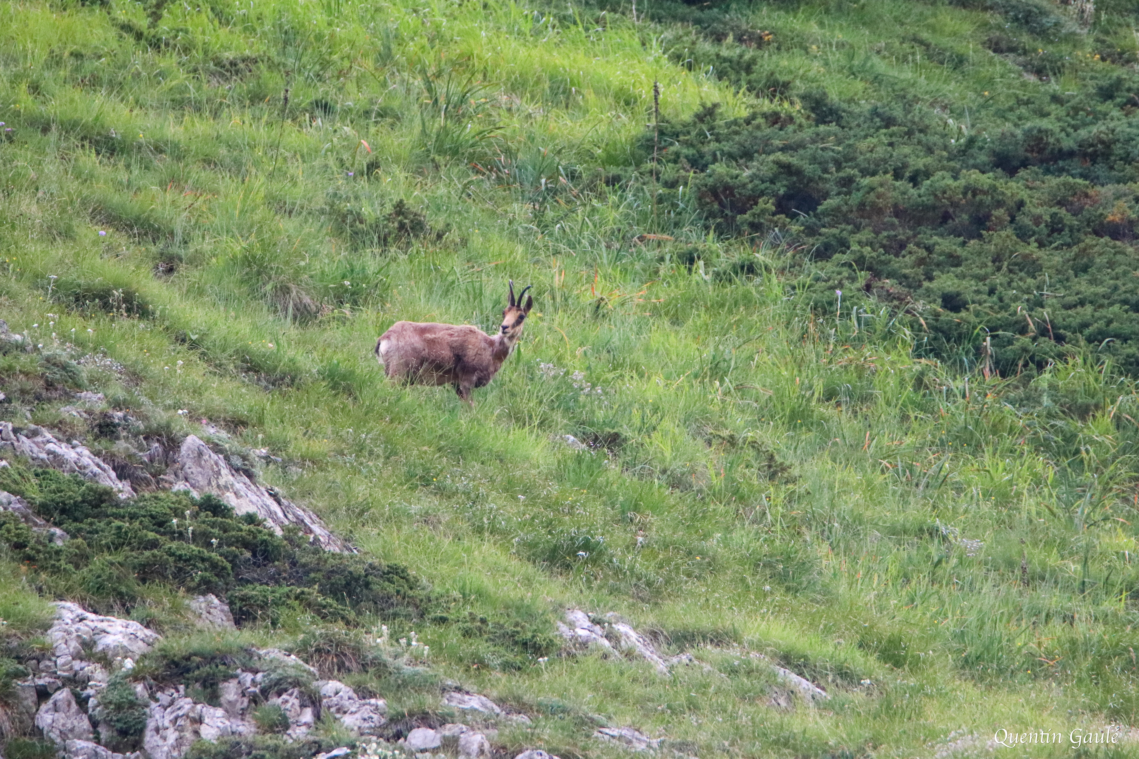 Isard (Rupicapra pyrenaica) - Gèdre (65)