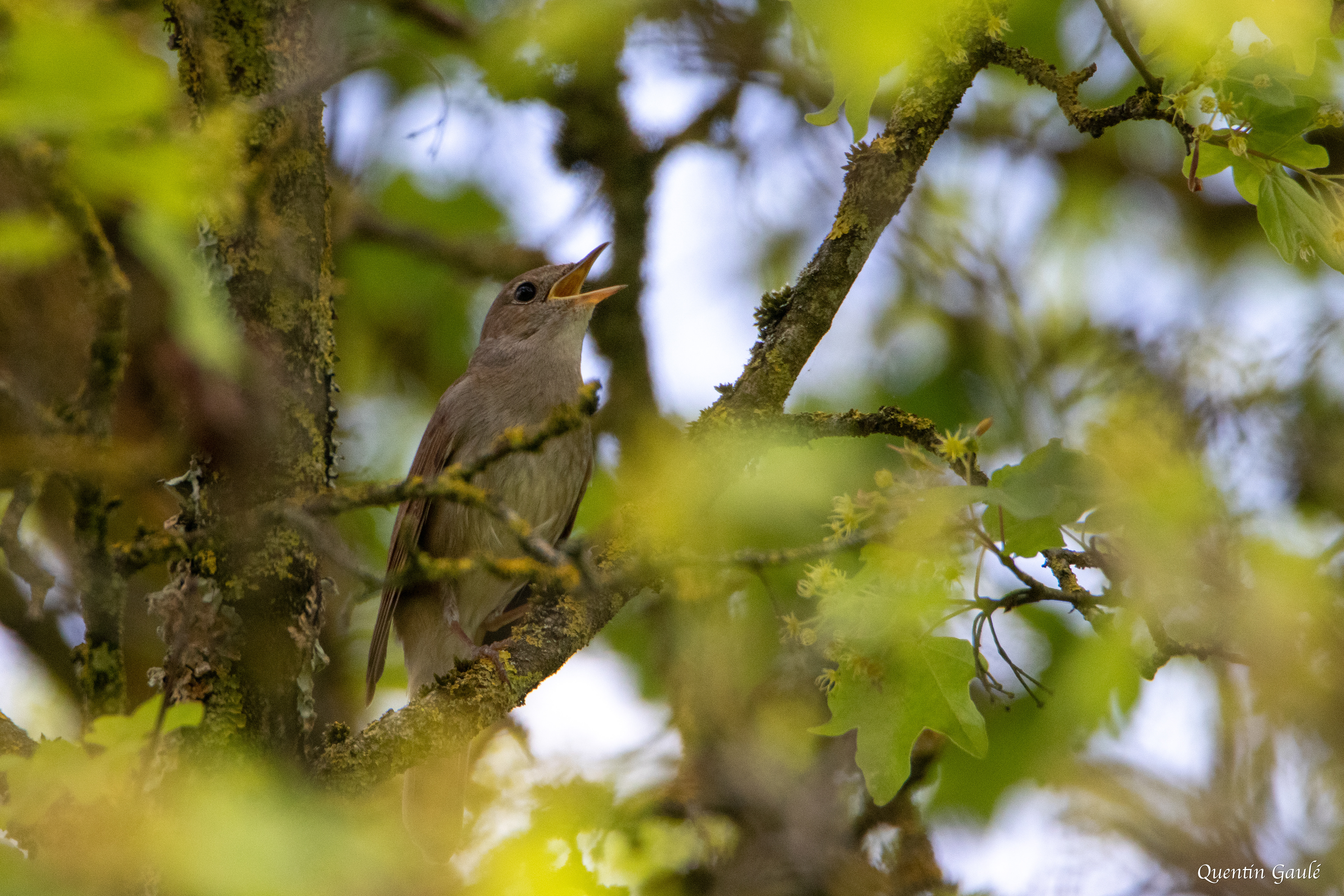 Rossignol philomèle (Luscinia megarhynchos) - Auch (32)