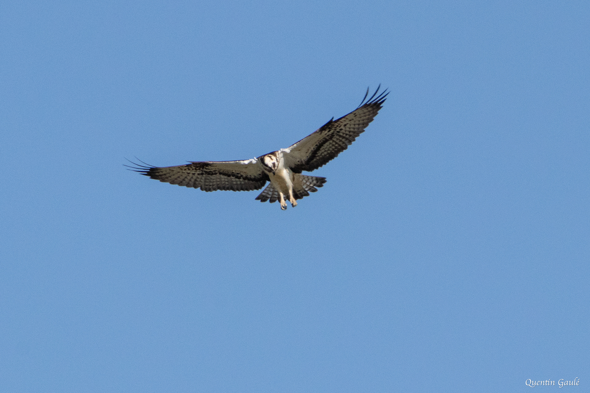 Balbuzard pêcheur (Pandion haliaetus) - Meurthe-et-Moselle (54)