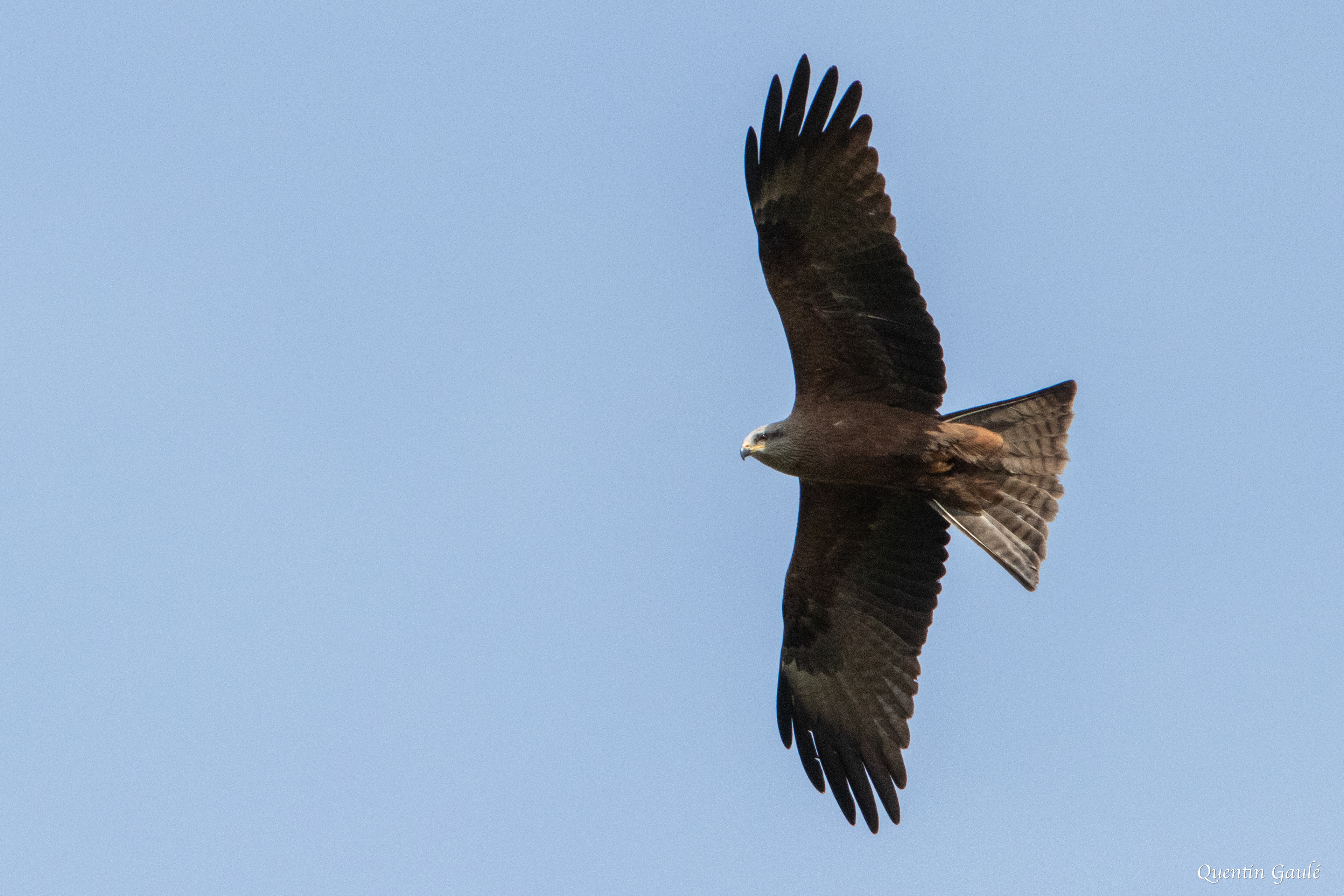 Milan noir (Milvus migrans) - Peigney, Haute-Marne (52)