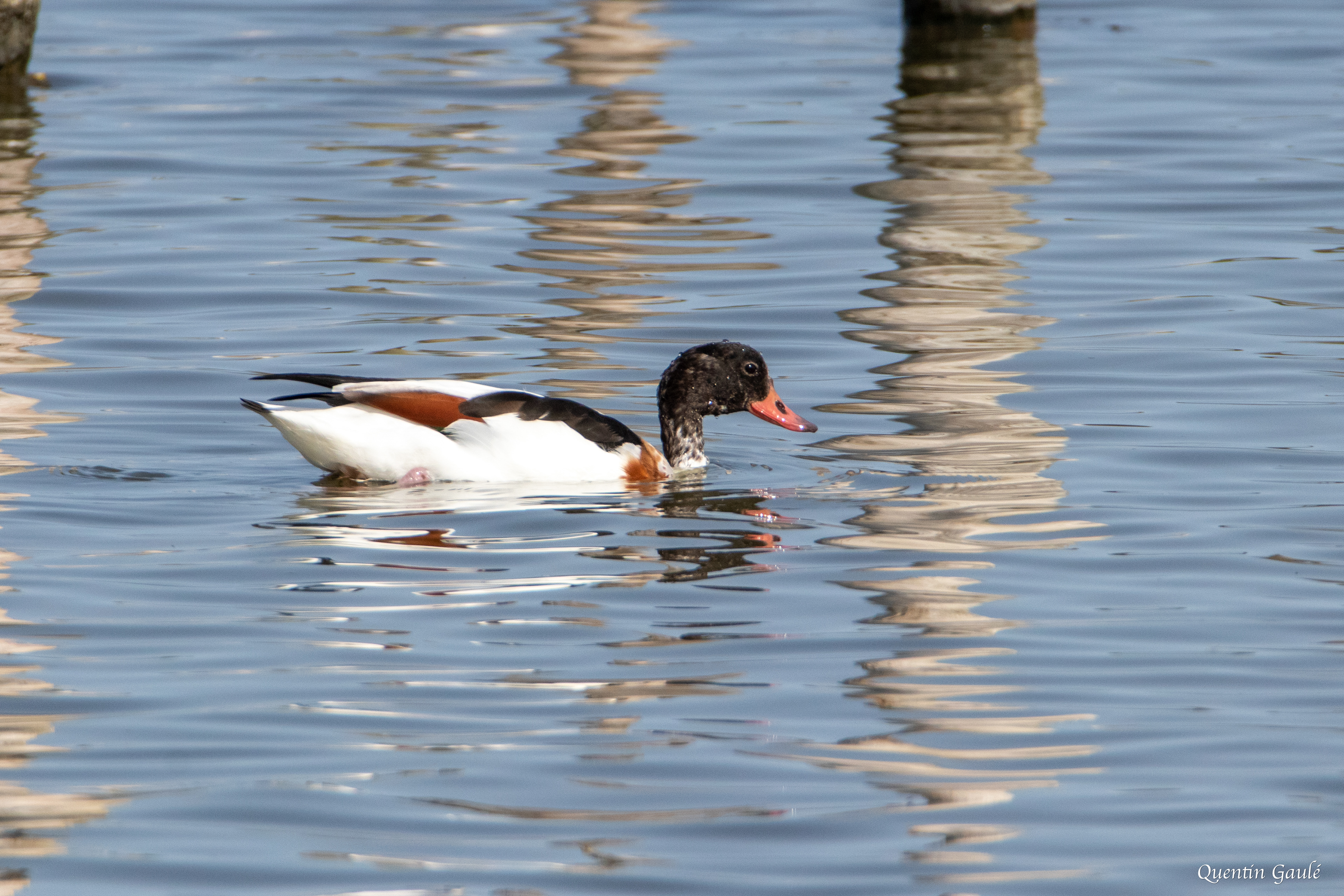 Tadorne de Belon (Tadorna tadorna) - Réserve ornithologique du Teich, Gironde (33)