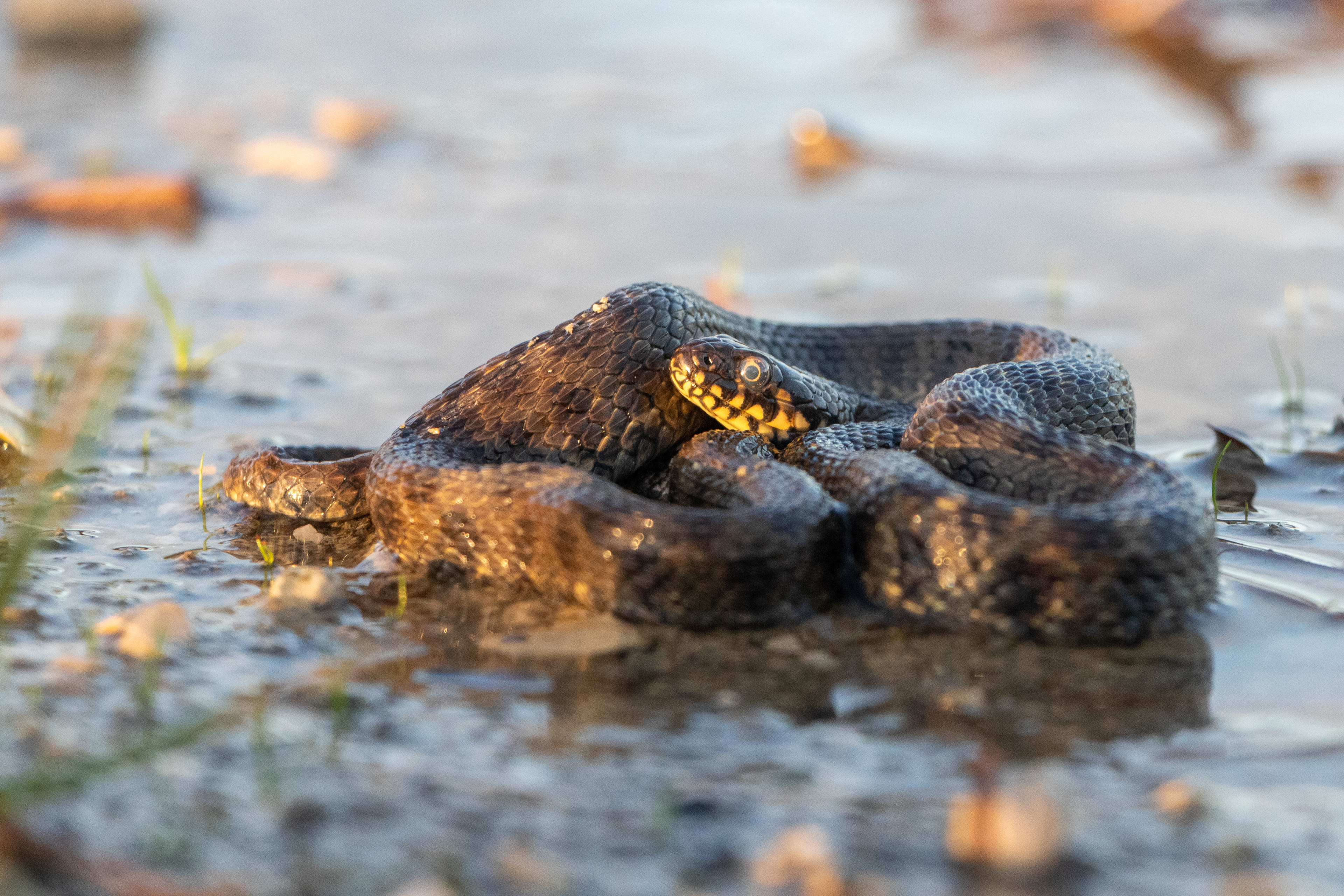 Couleuvre vipérine (Natrix maura) - Étang de Bellebouche, Mézières-en-Brenne, Indre (36)
