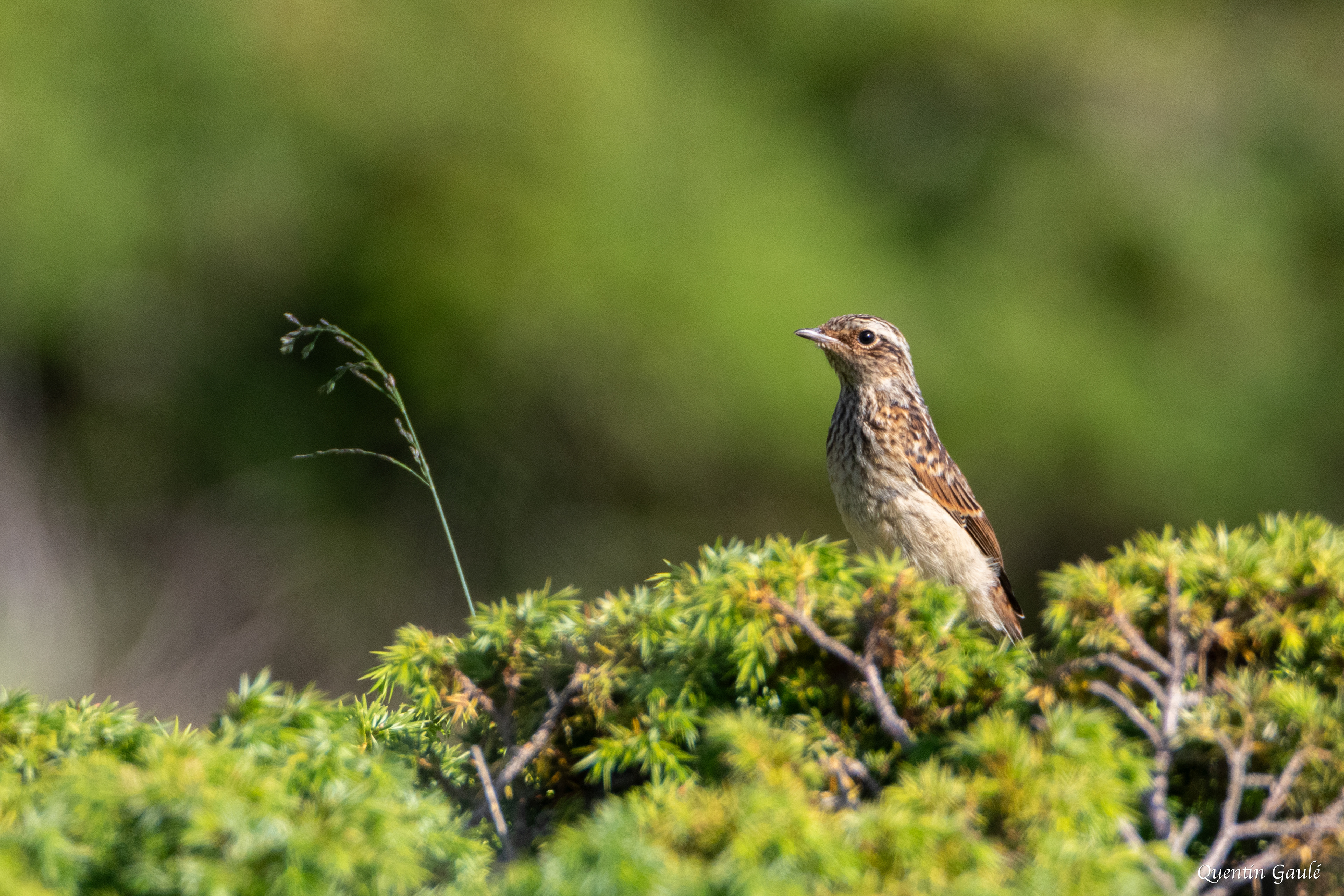 Tarier des prés (Saxicola rubetra), juvénile - Col du Puymorens, Porté-Puymorens (11)