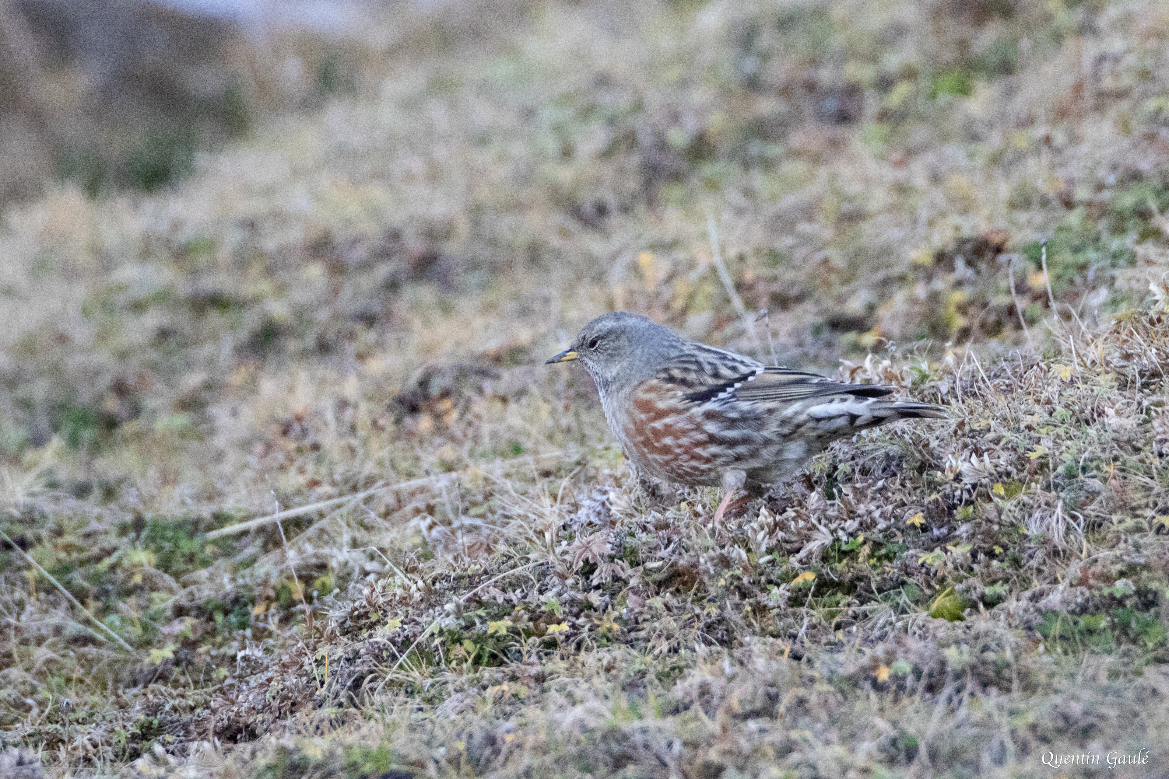Accenteur alpin (Prunella collaris) - La Pierre Saint-Martin, Arette (64)