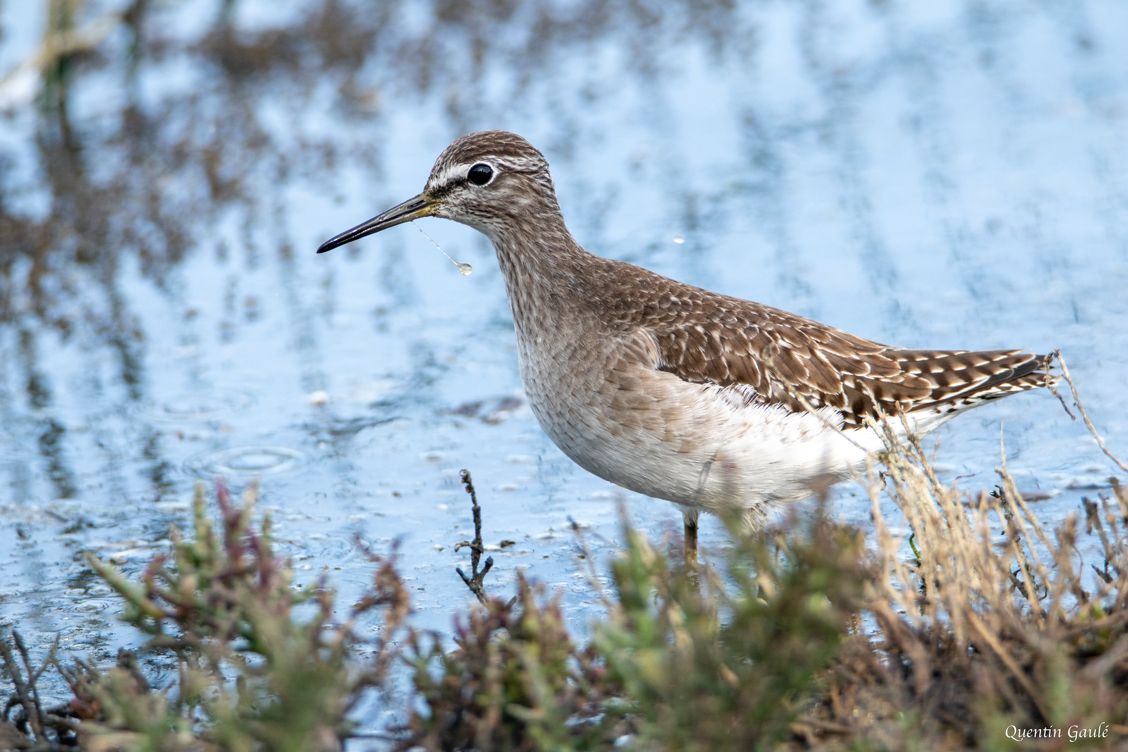 Chevalier sylvain (Tringa glareola) - Réserve ornithologique du Teich (33)