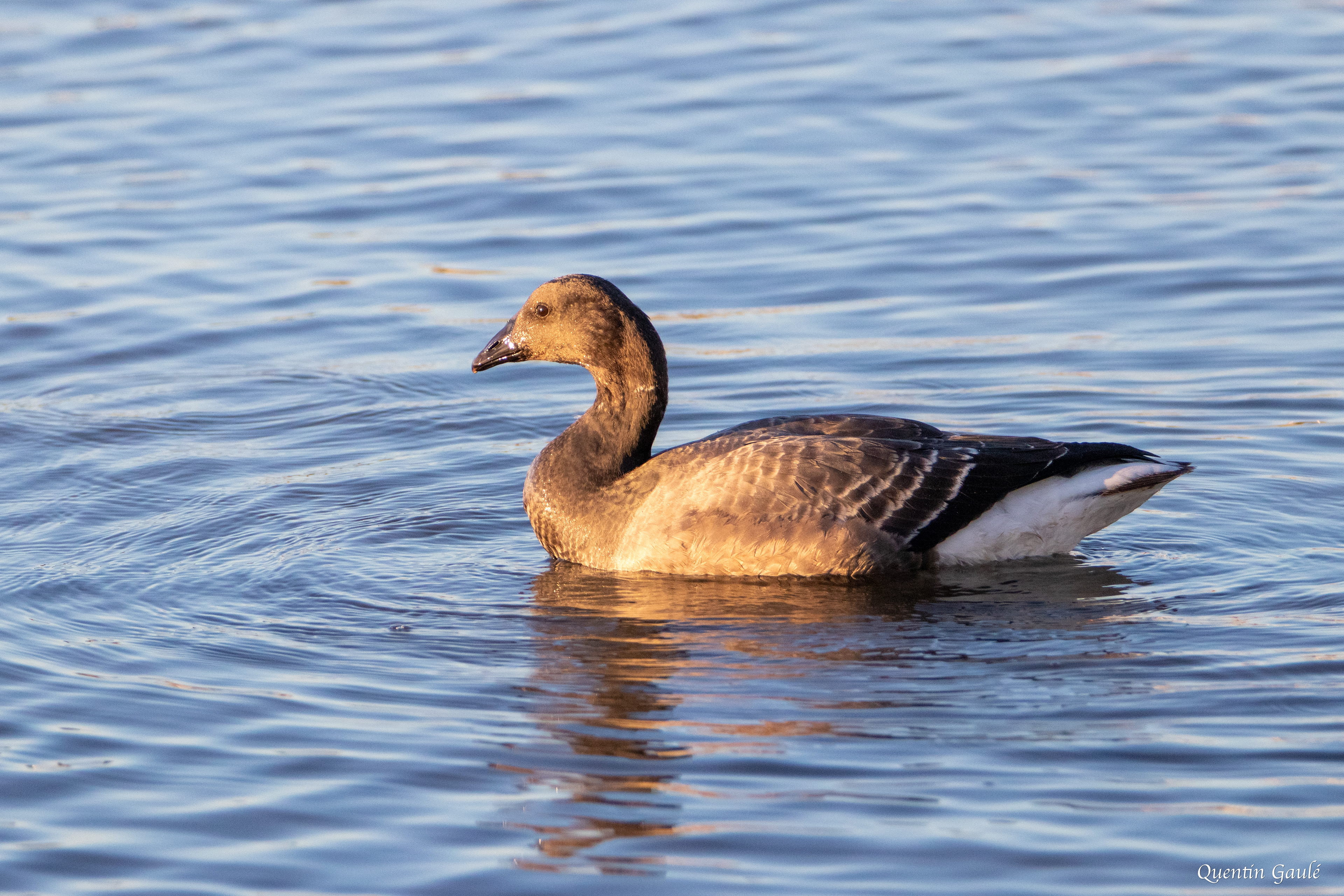 Bernache cravant (Branta bernicla) - Andernos-les-Bains, Gironde (33)
