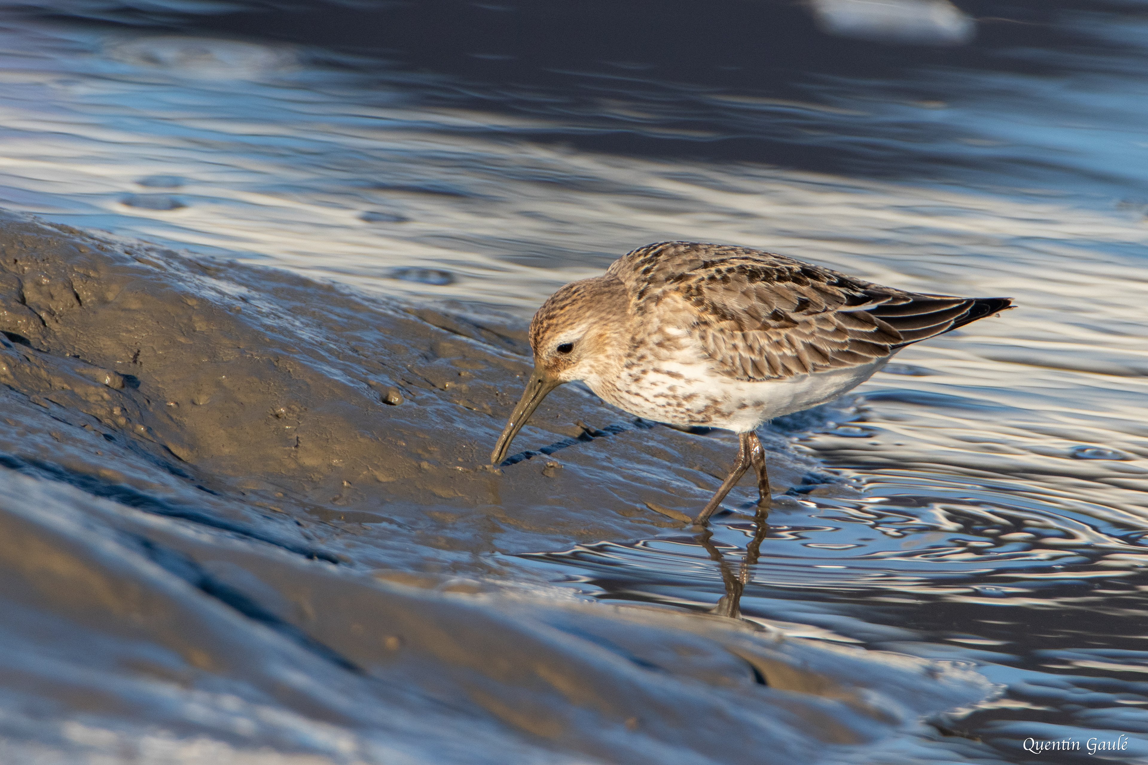 Bécasseau variable (Calidris alpina) - Andernos-les-Bains (33)
