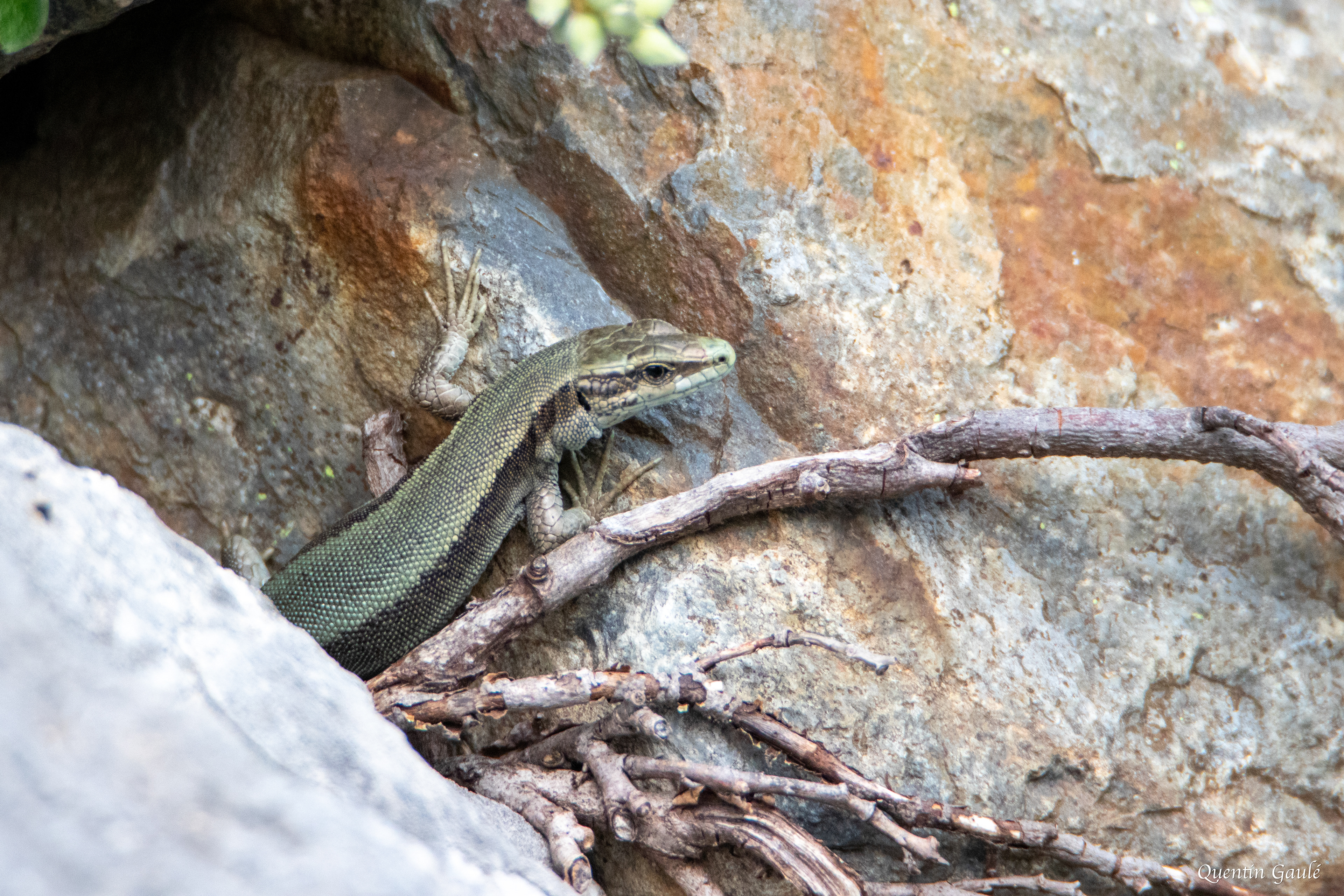 Lézard de Bonnal (Iberolacerta bonnali) - Gourette, Eaux-Bonnes, Pyrénées-Atlantiques (64)