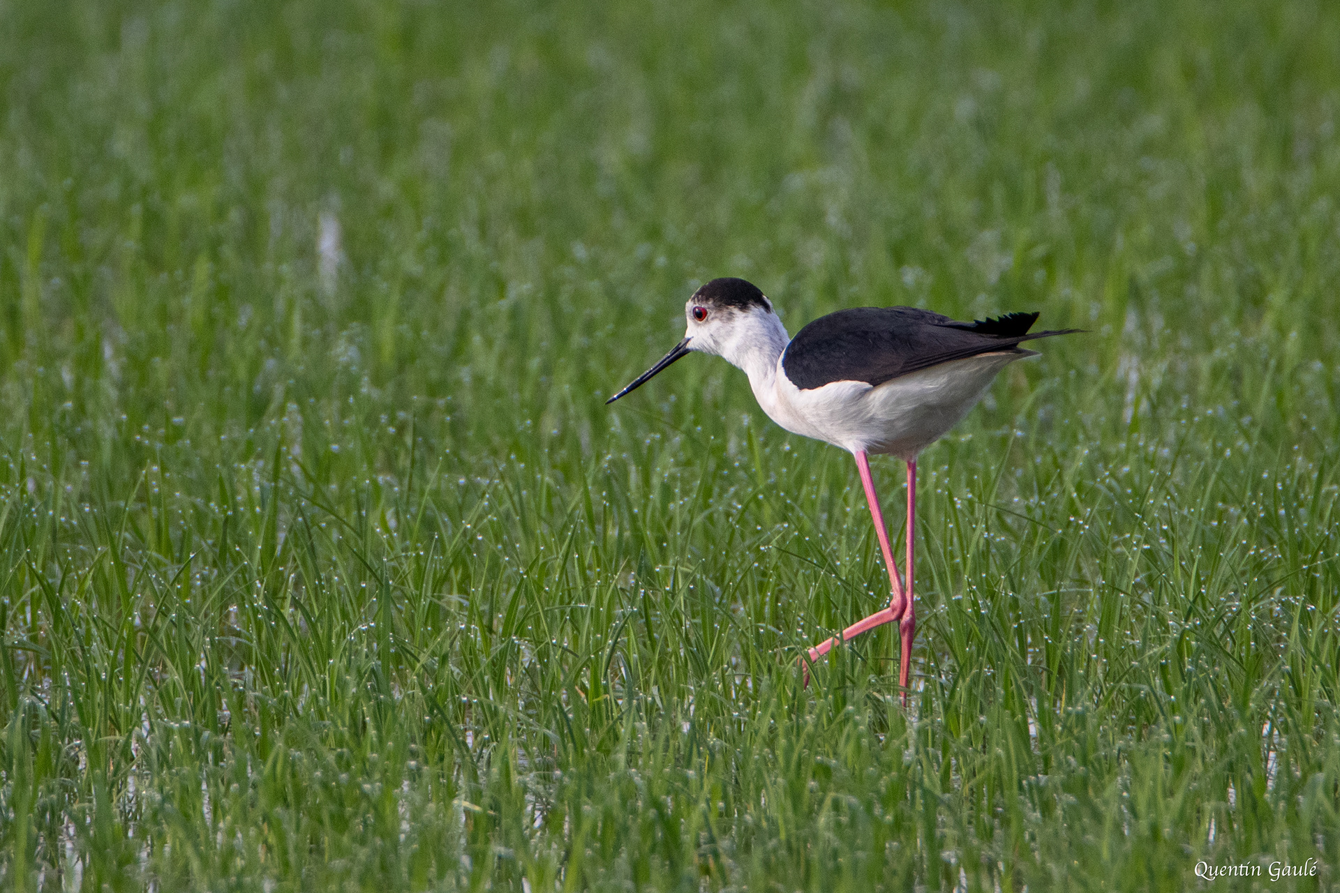 Échasse blanche (Himantopus himantopus) - Parc Naturel du Delta de l'Èbre, Catalogne (Espagne)