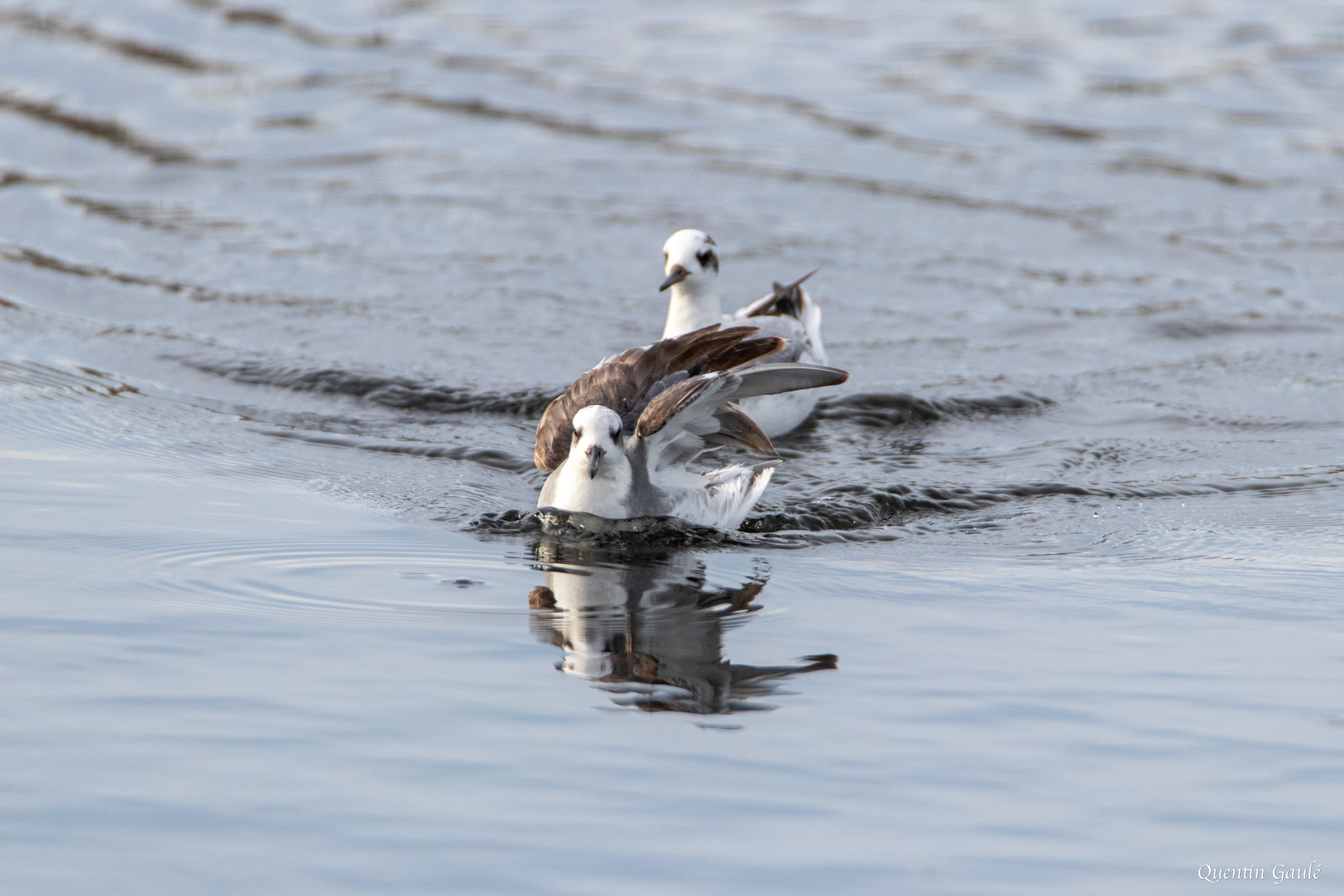 Phalarope à bec large (Phalaropus fulicarius) - Capbreton (40)